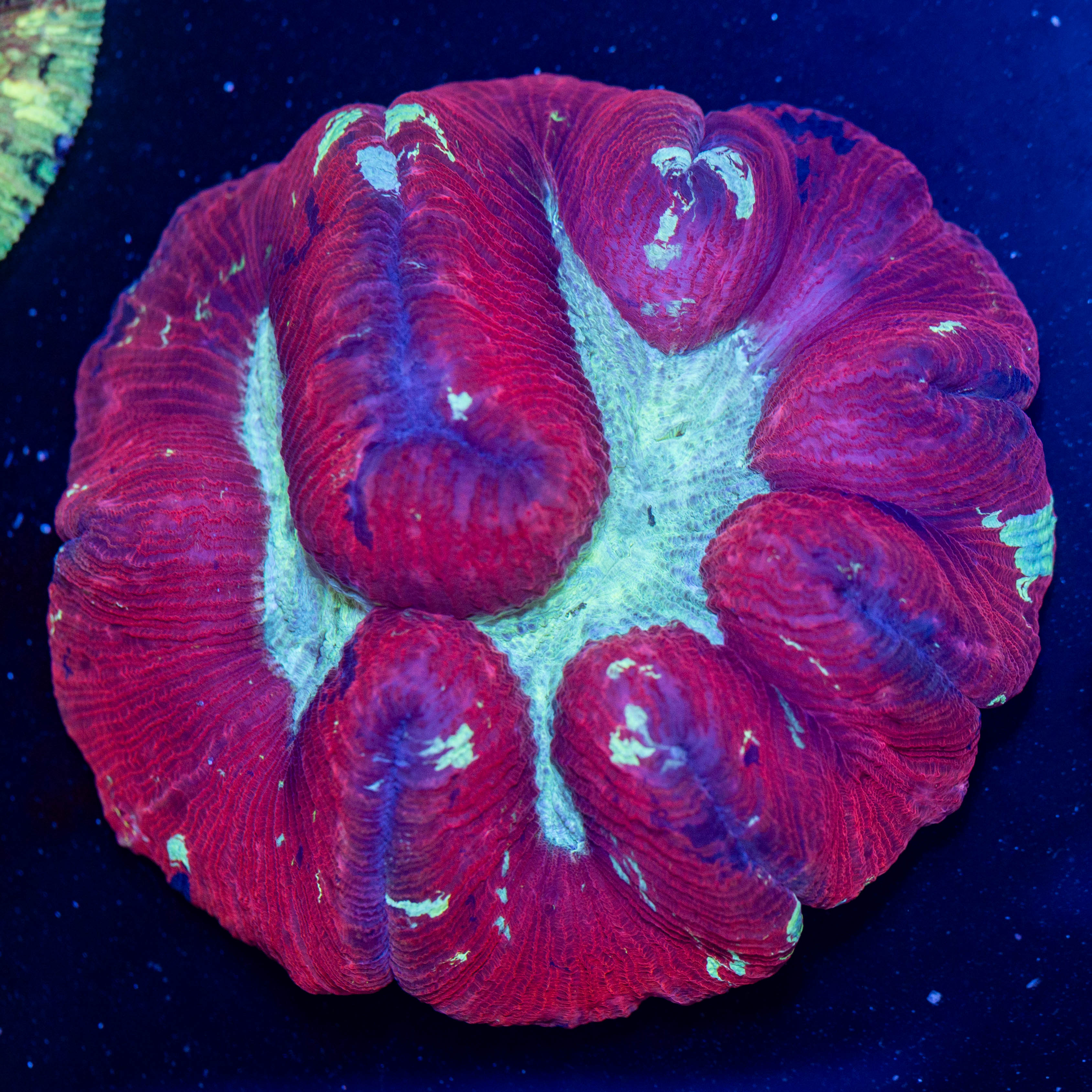 Brain Coral 2A - WYSIWYG