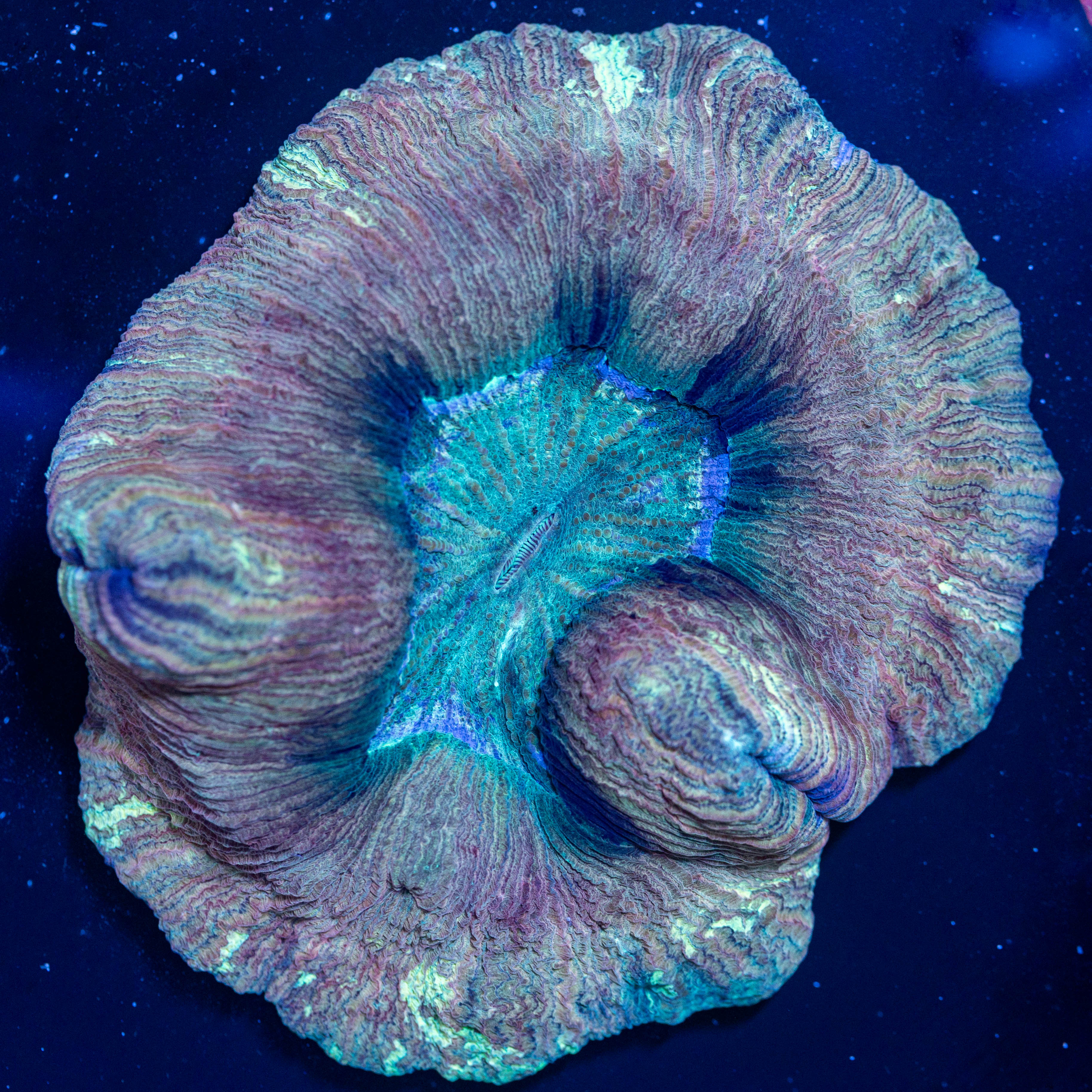 Brain Coral 3A - WYSIWYG