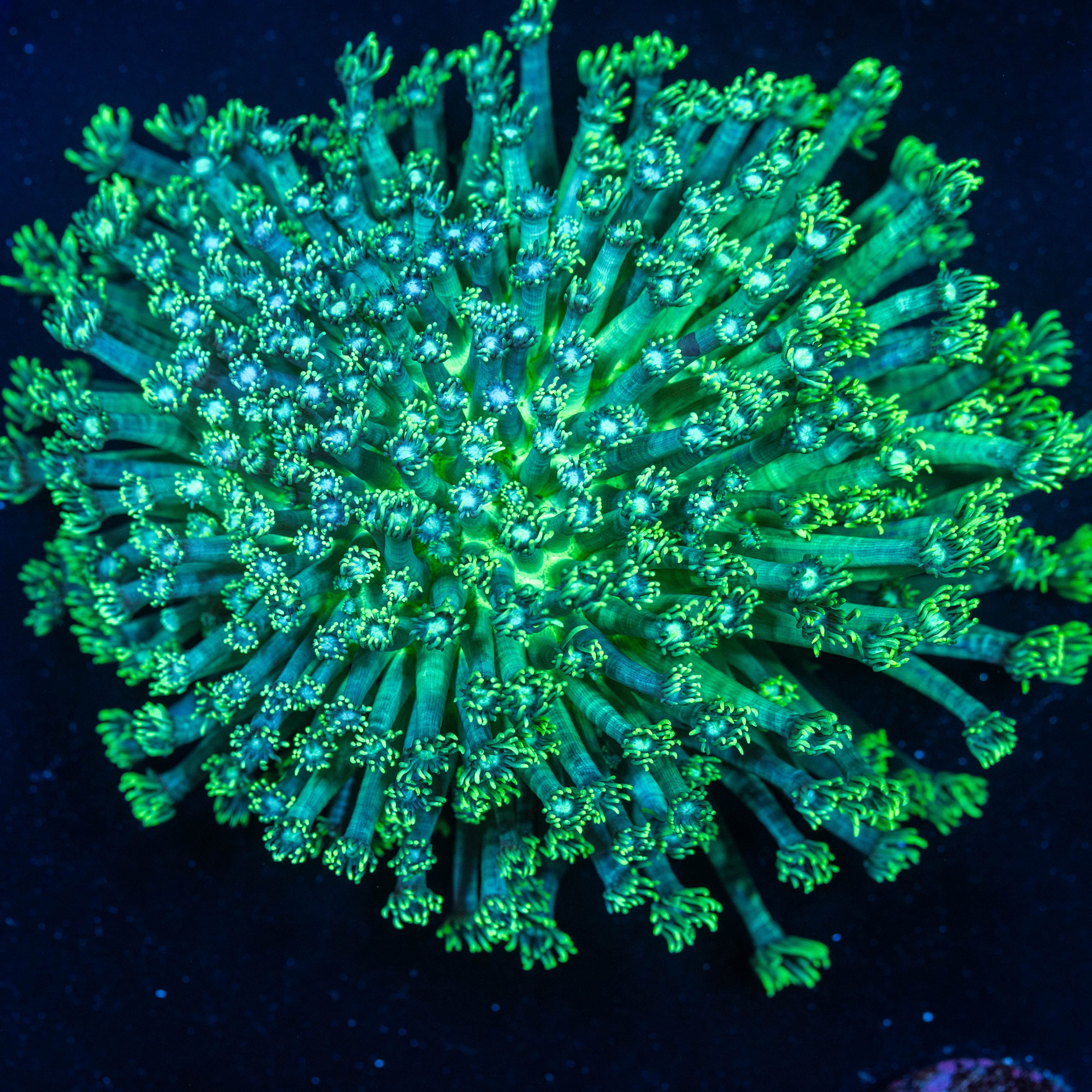 XL Goniopora Colony - WYSIWYG