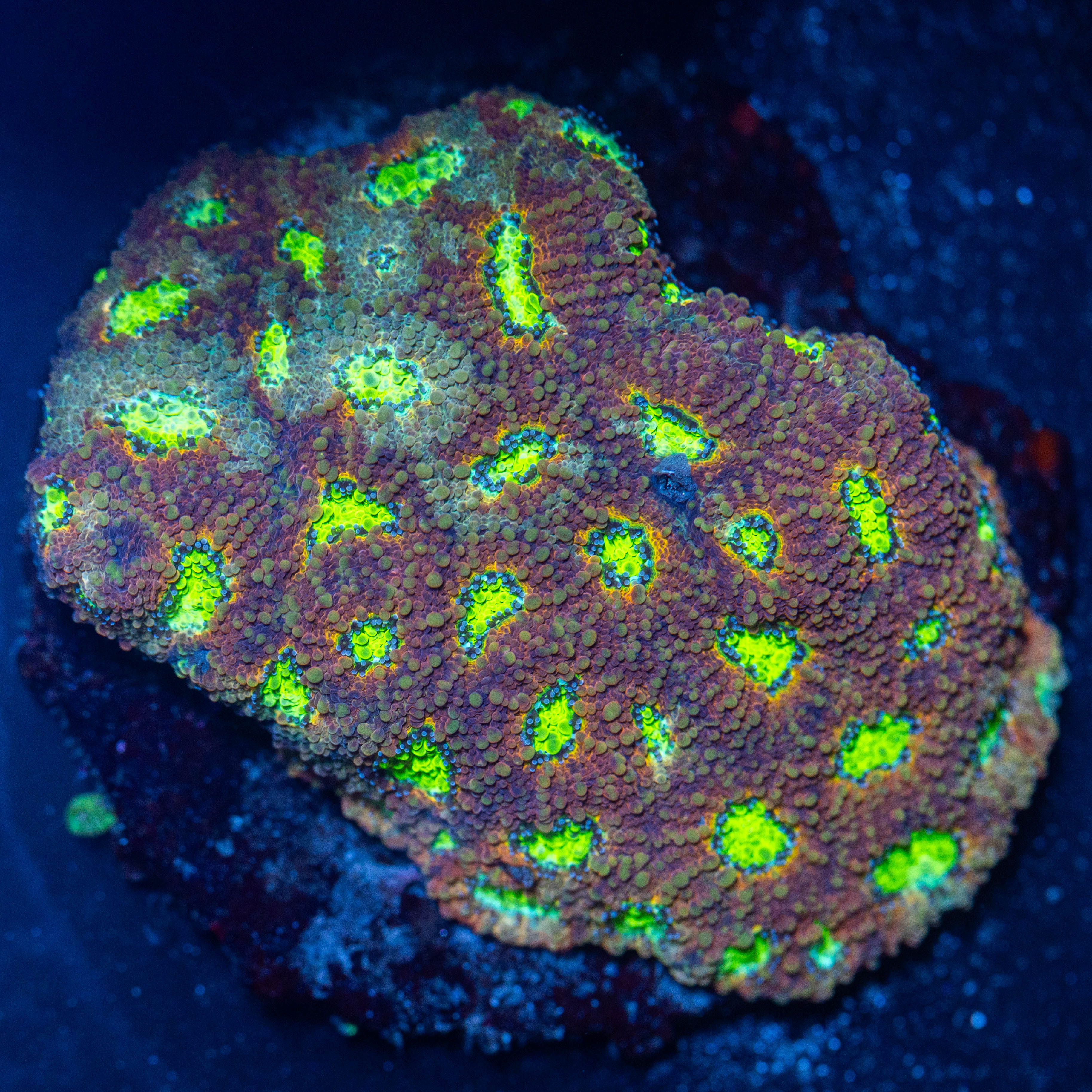 Uranium Eye Favia Colony - WYSIWYG