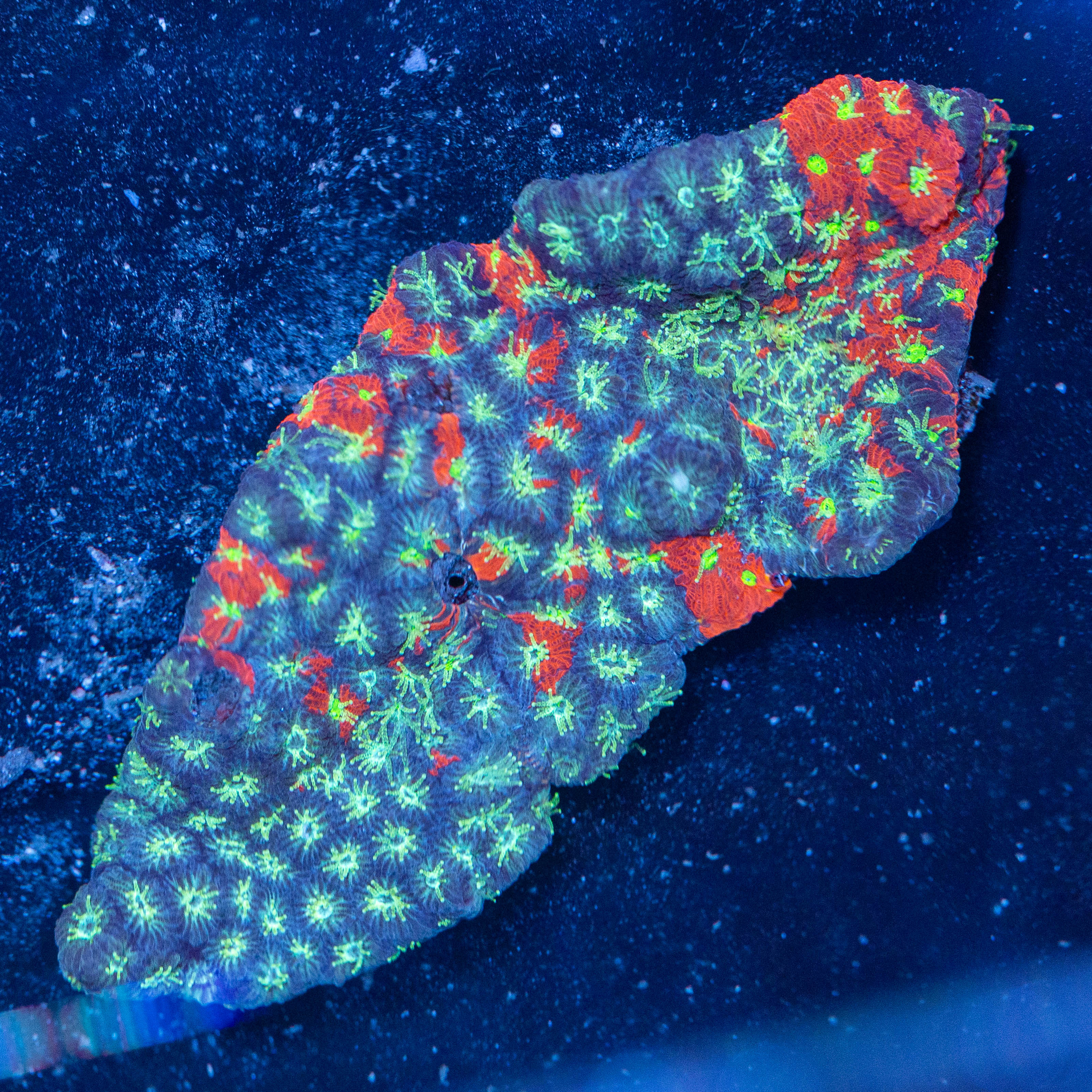 War Coral Colony - WYSIWYG