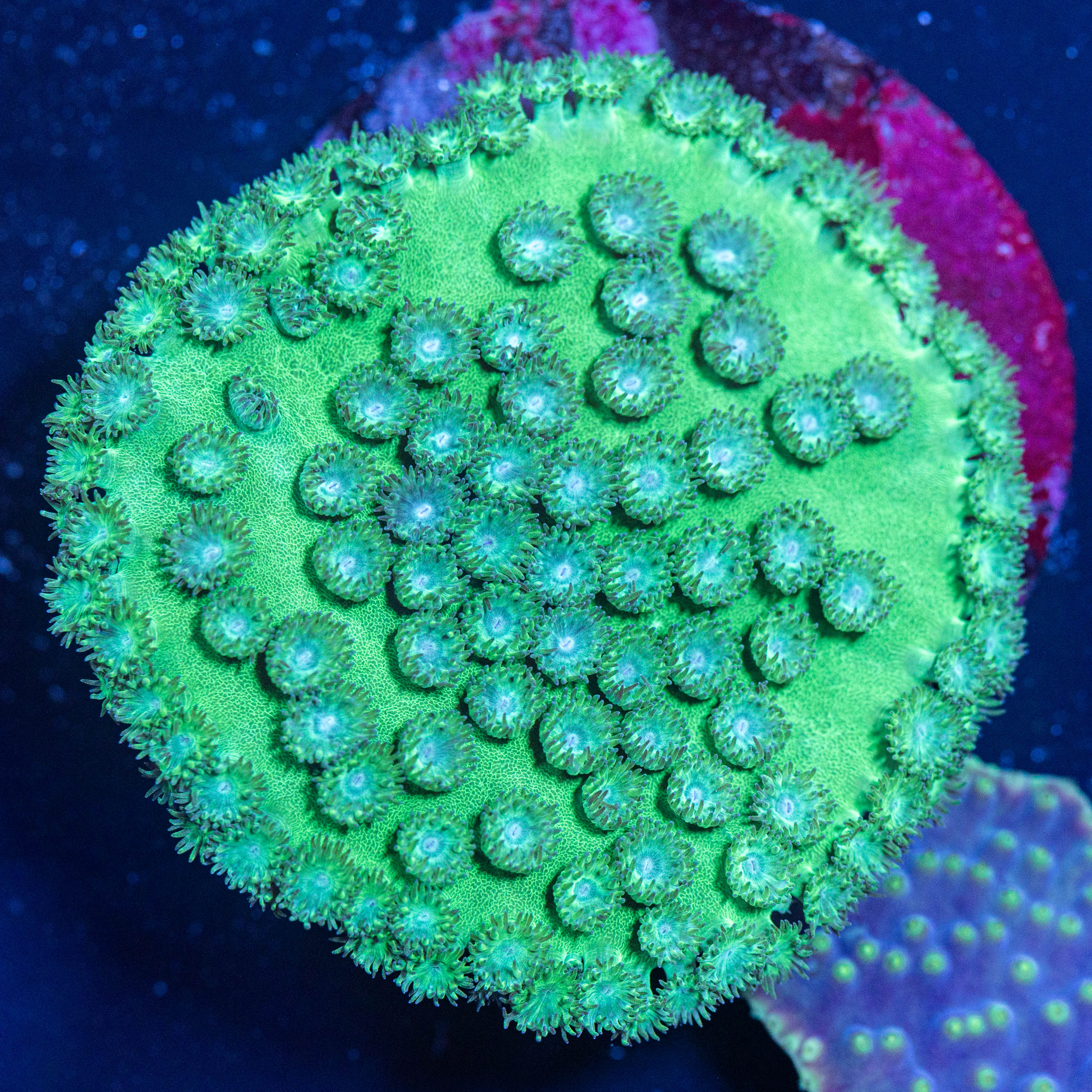 Pagoda Cup Coral - WYSIWYG