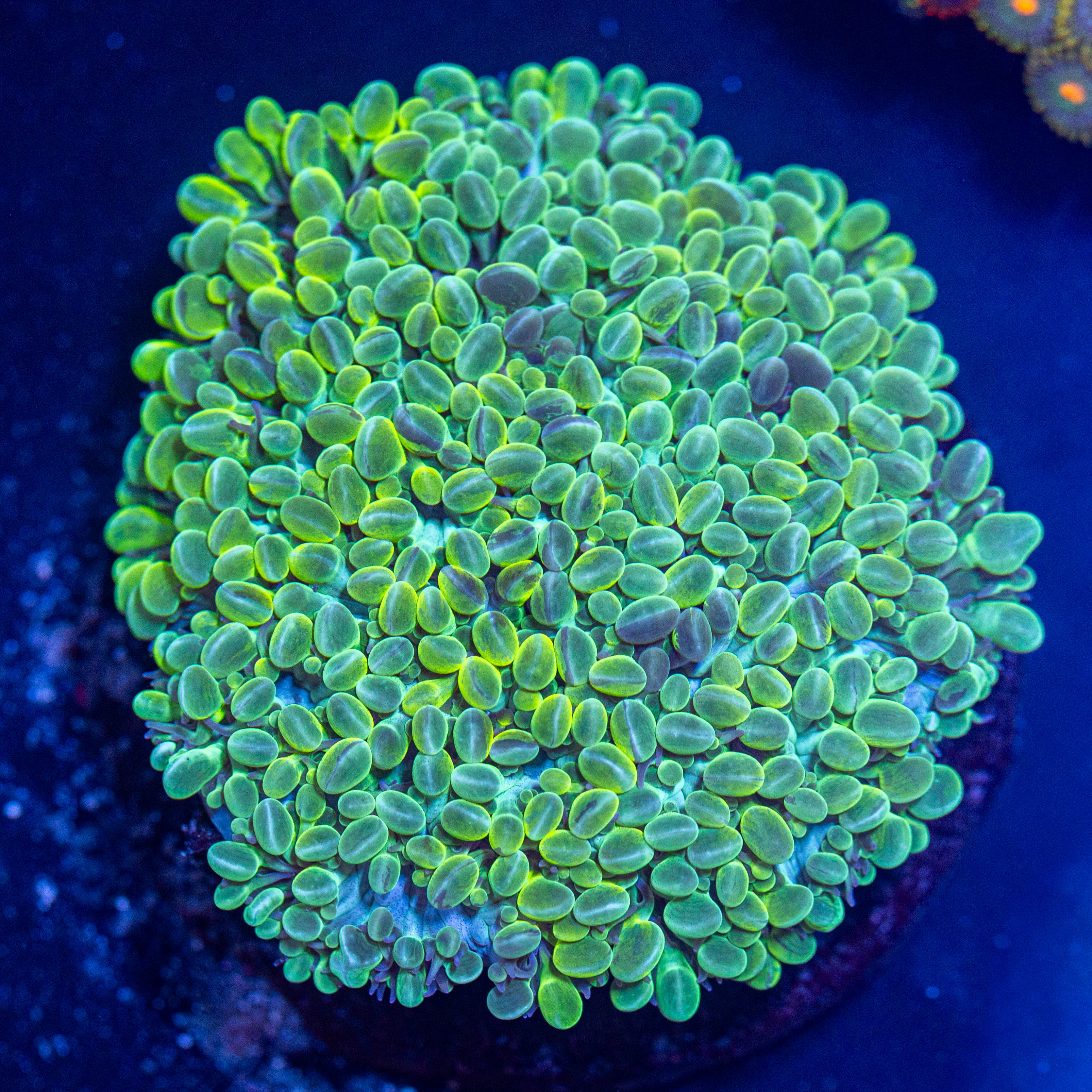 Grape Bubble Coral Colony - WYSIWYG