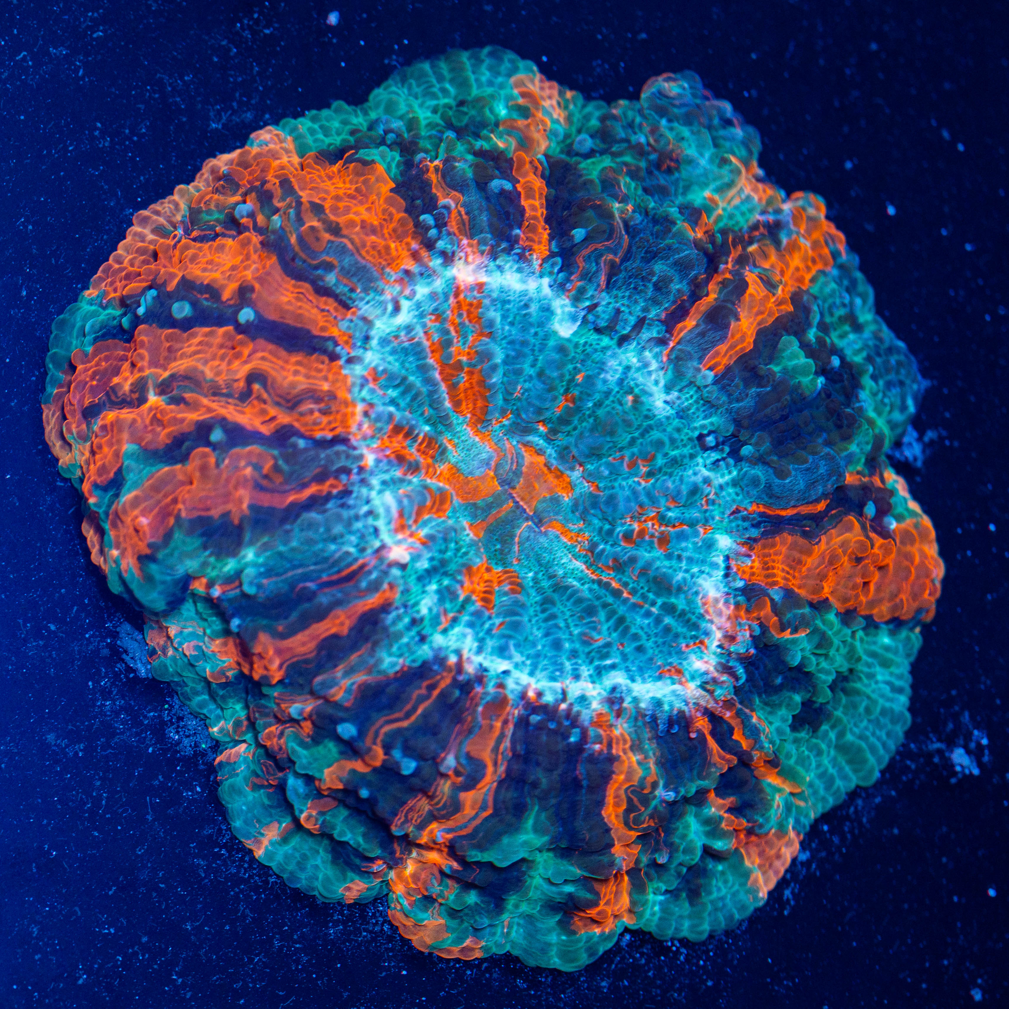 Acanthophyllia 2A - WYSIWYG