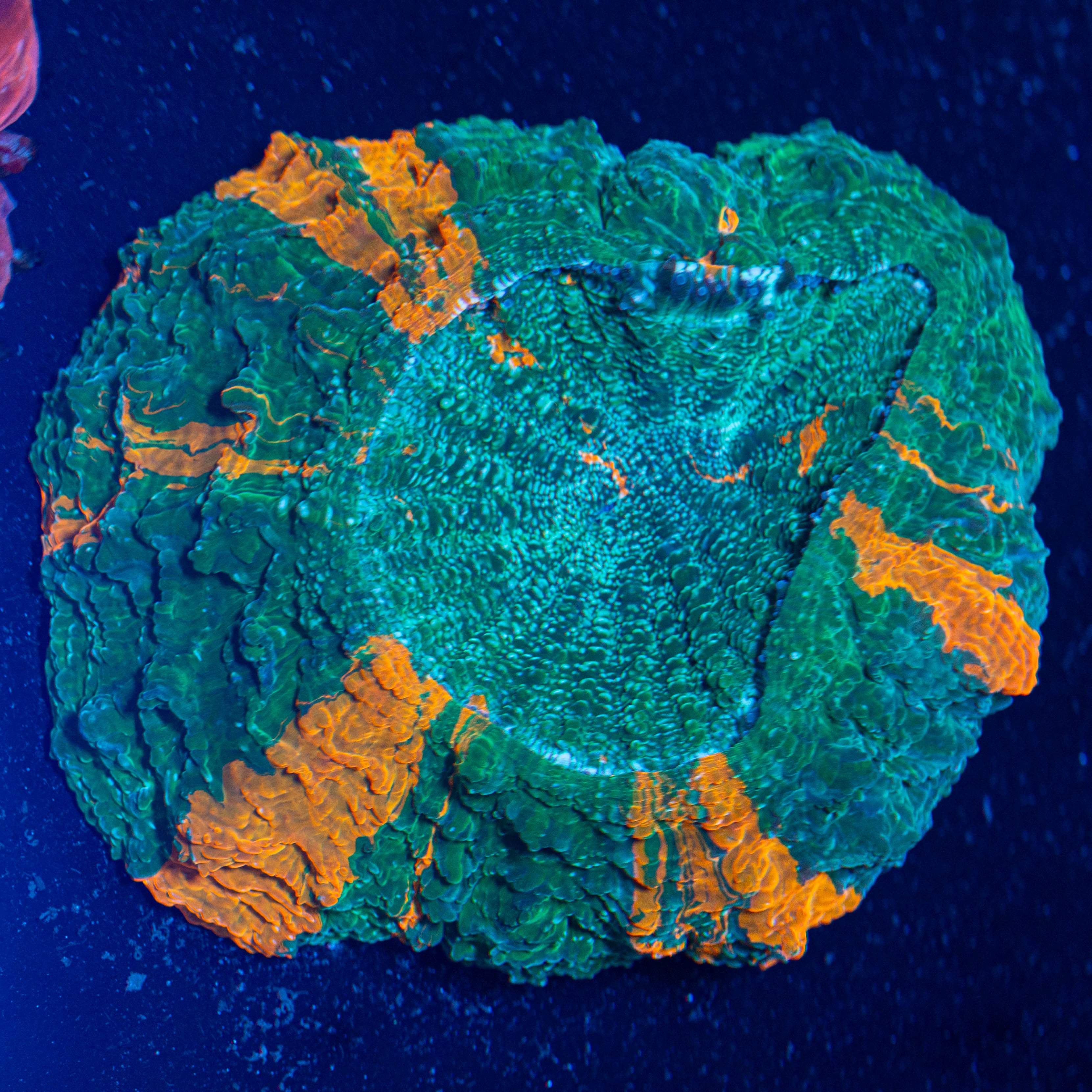 Acanthophyllia 3A - WYSIWYG