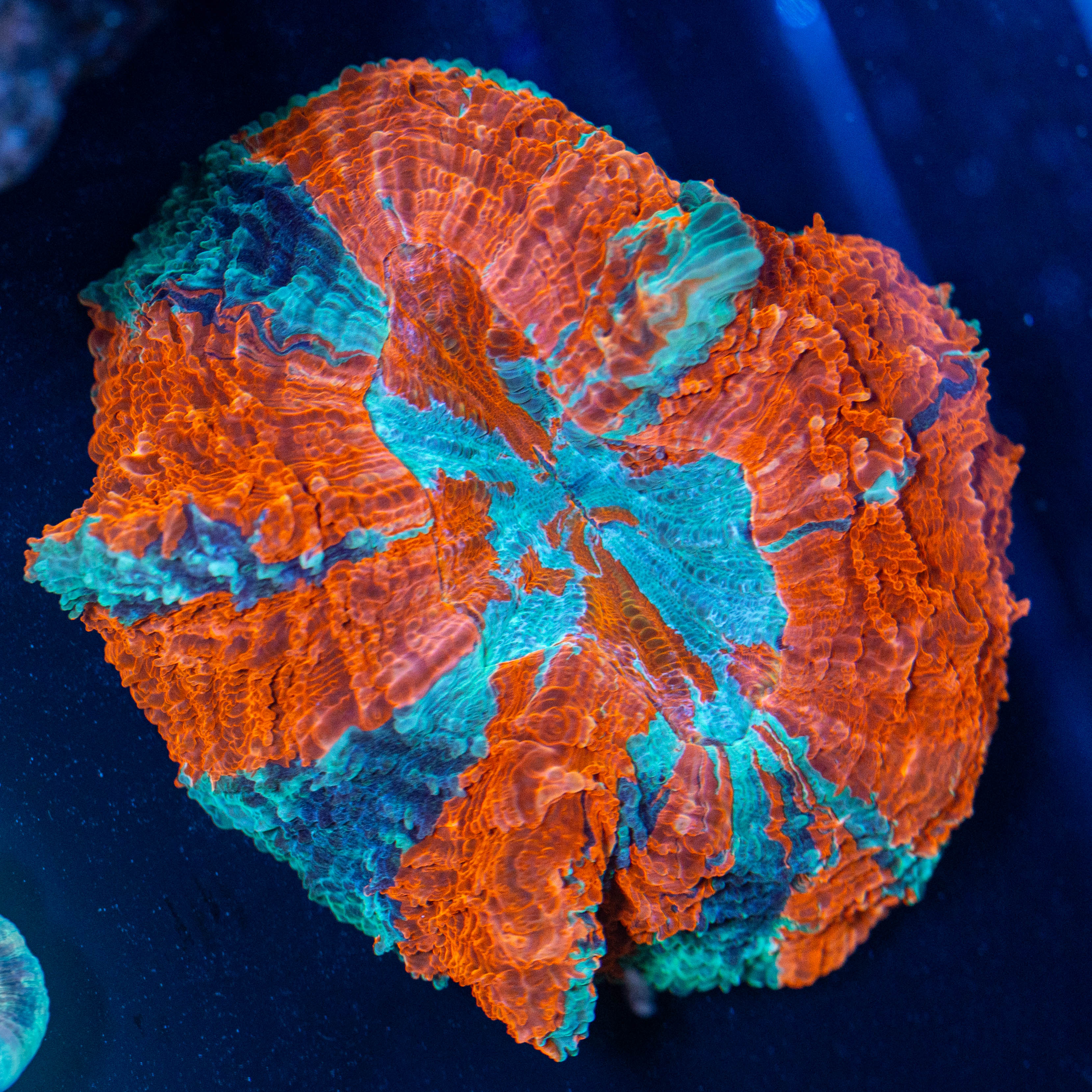 Acanthophyllia 4A - WYSIWYG