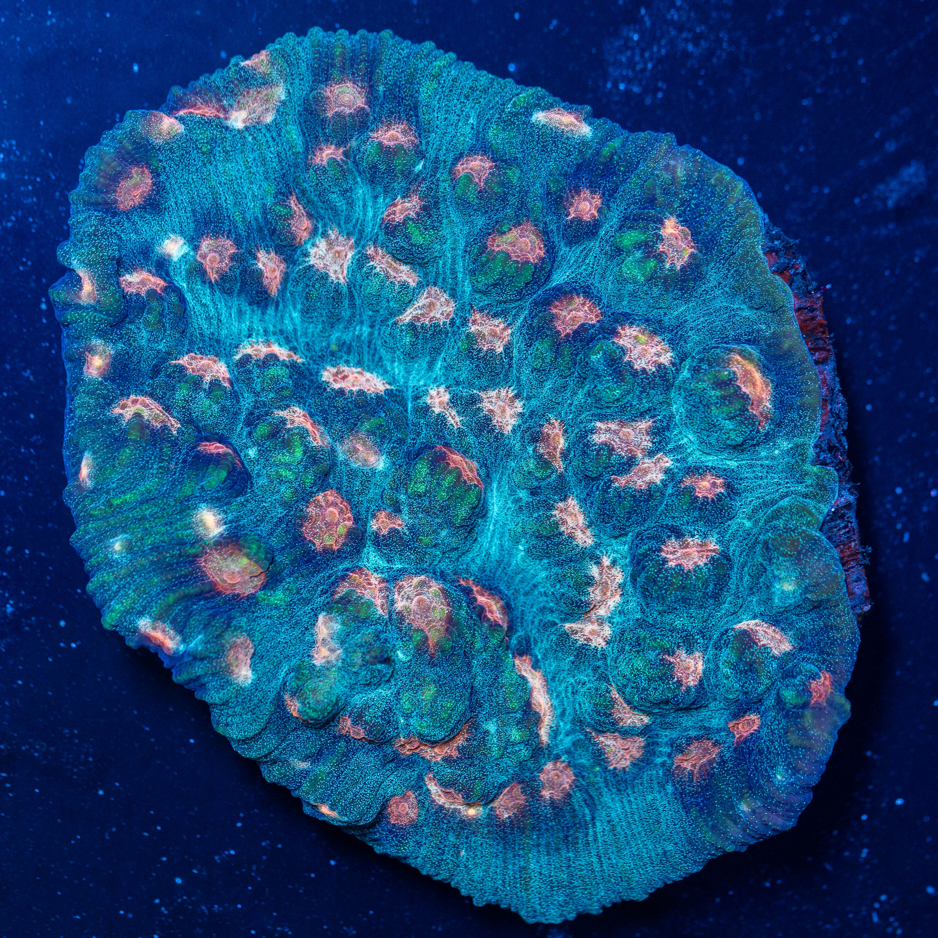 Bubblegum Mycedium Colony- WYSIWYG