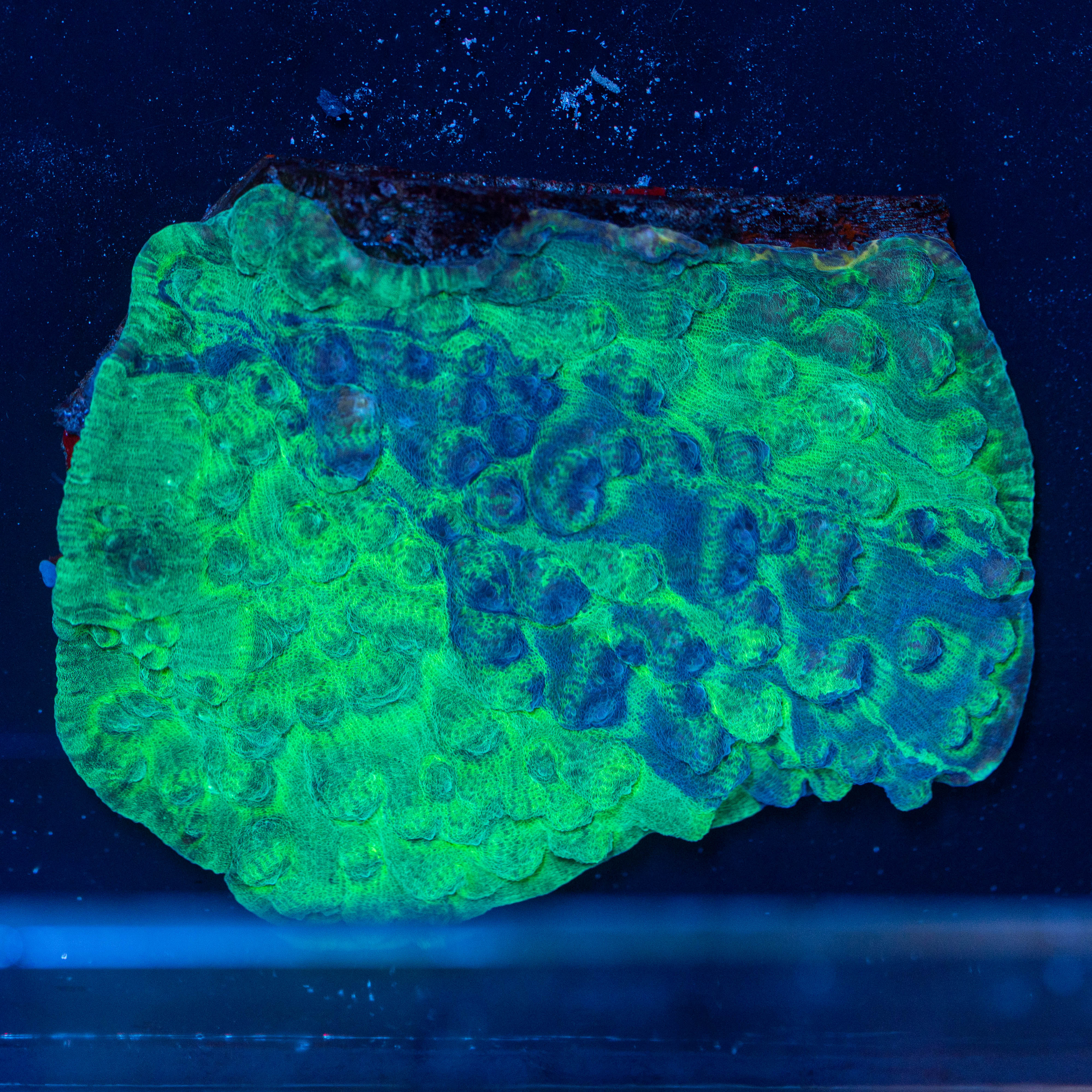 XL Bkue/Green Chalice Colony- WYSIWYG