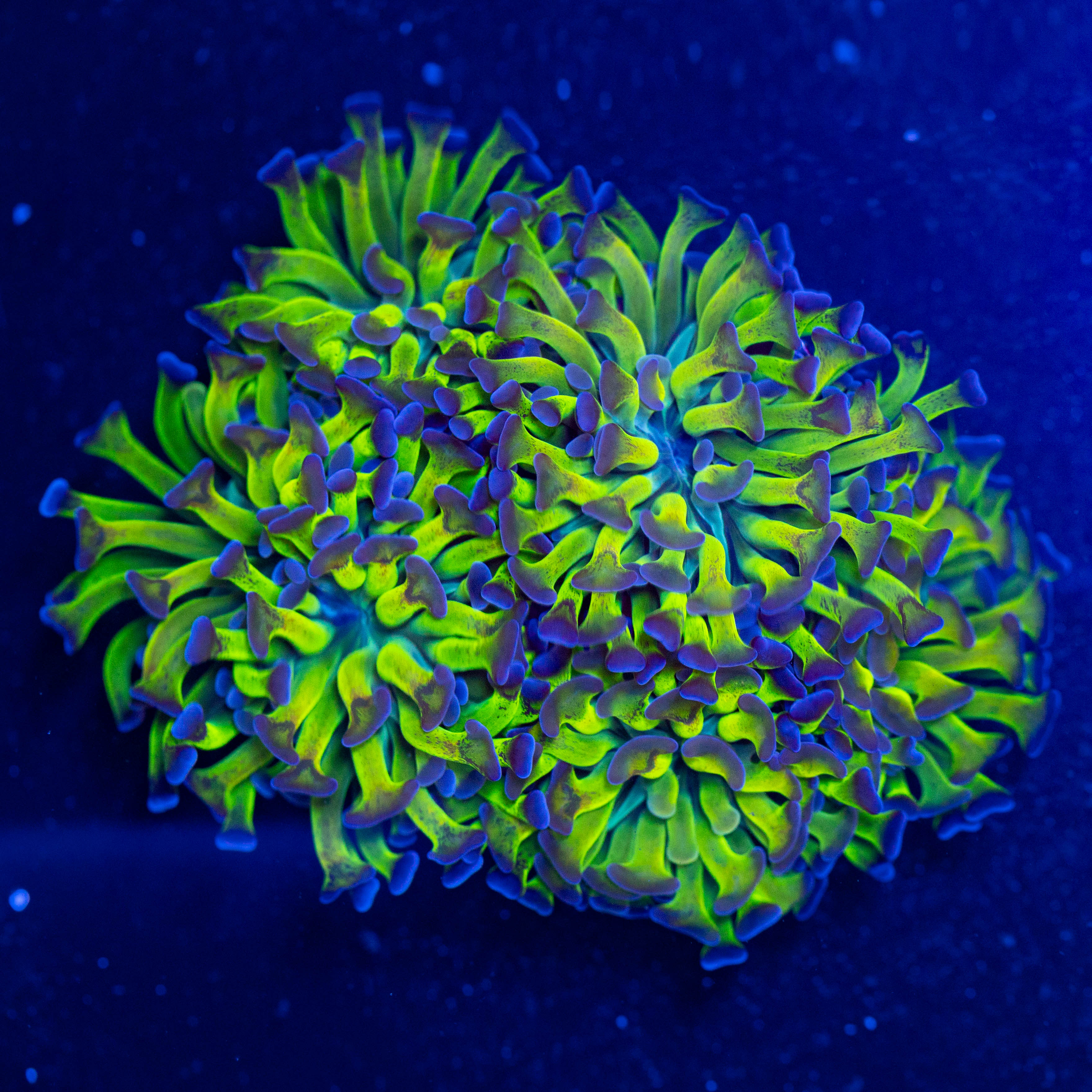 Bicolor Branching Hammer Colony 3A - WYSIWYG