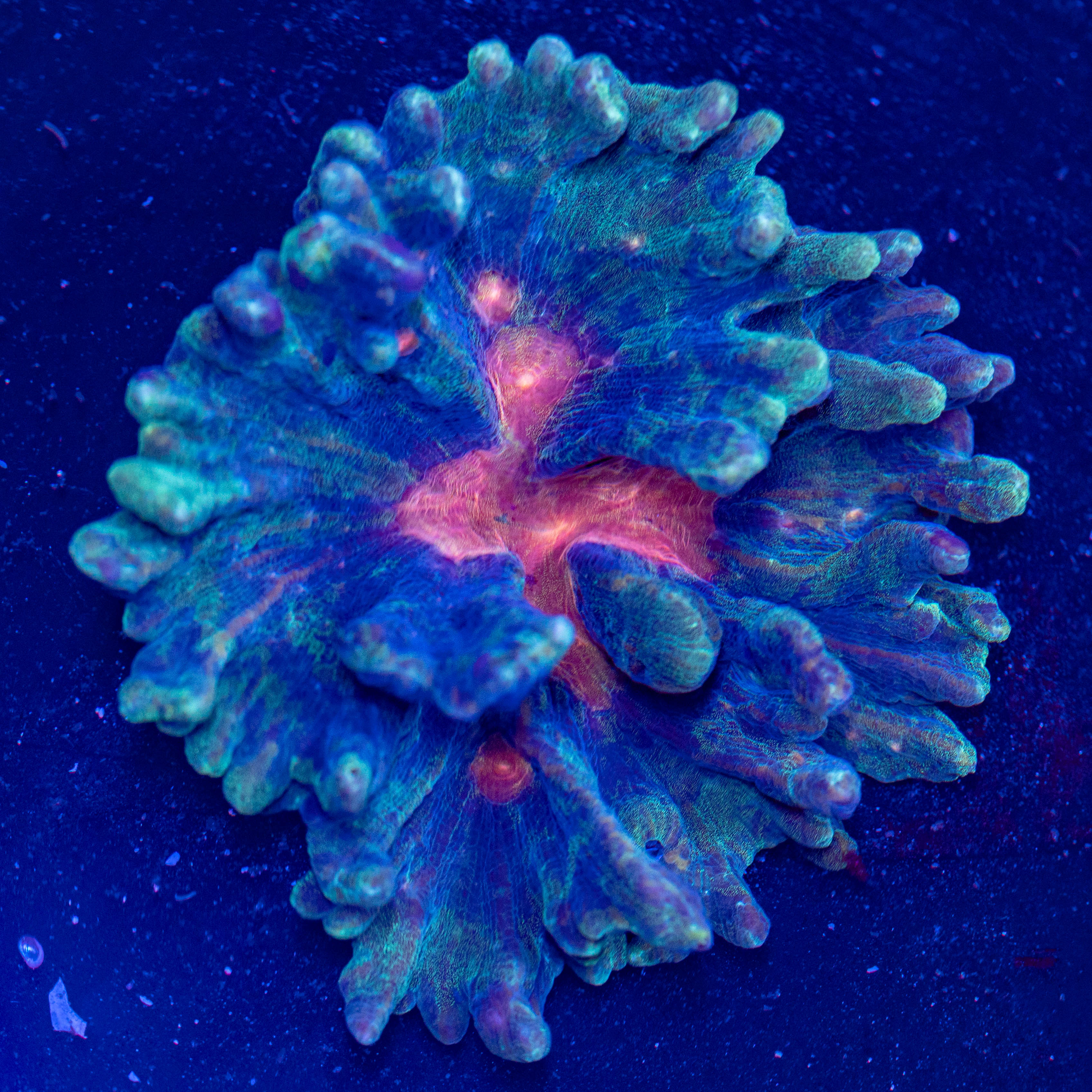 Rainbow Pectinia Colony - WYSIWYG