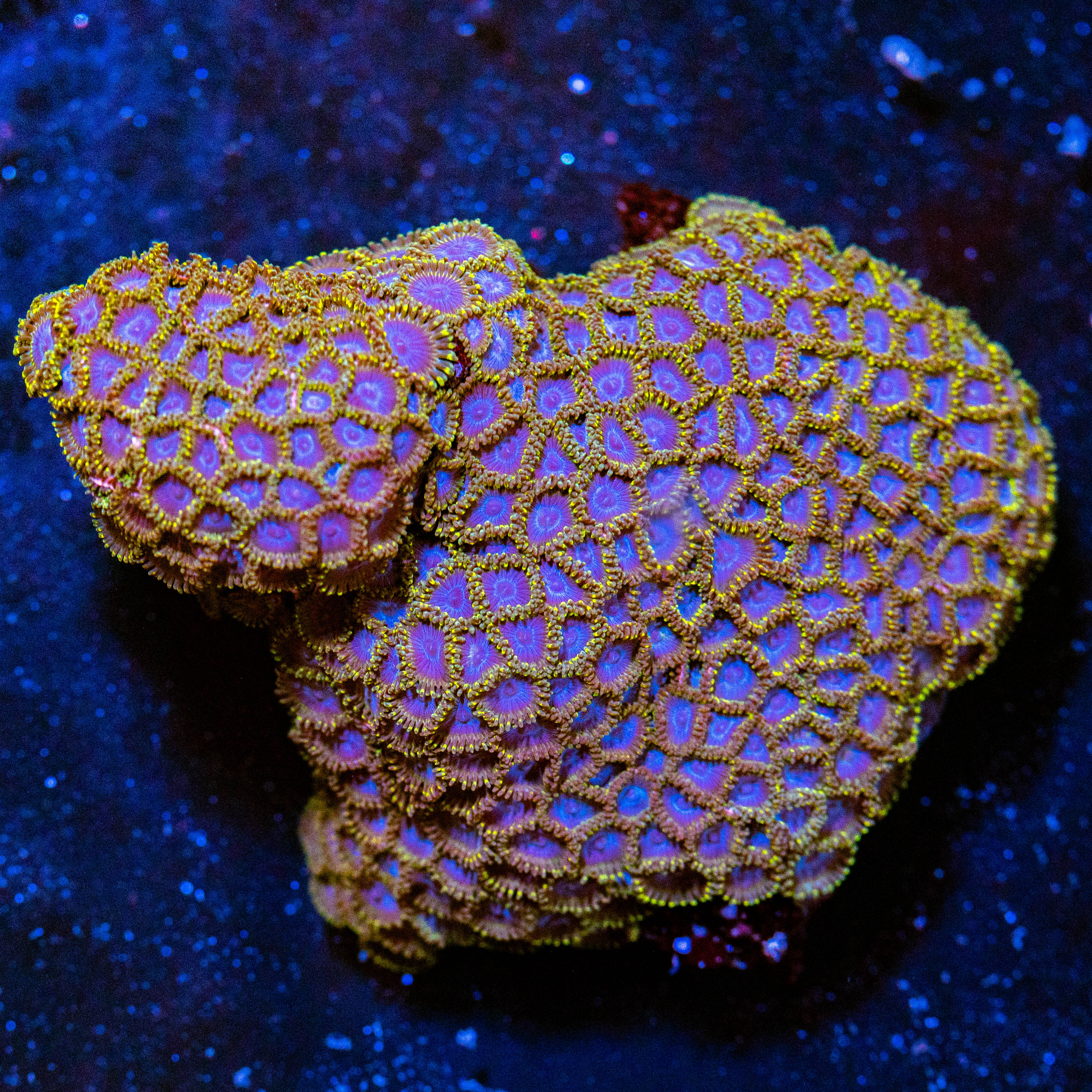 Blurple Hornet Zoanthid Colony - WYSIWYG