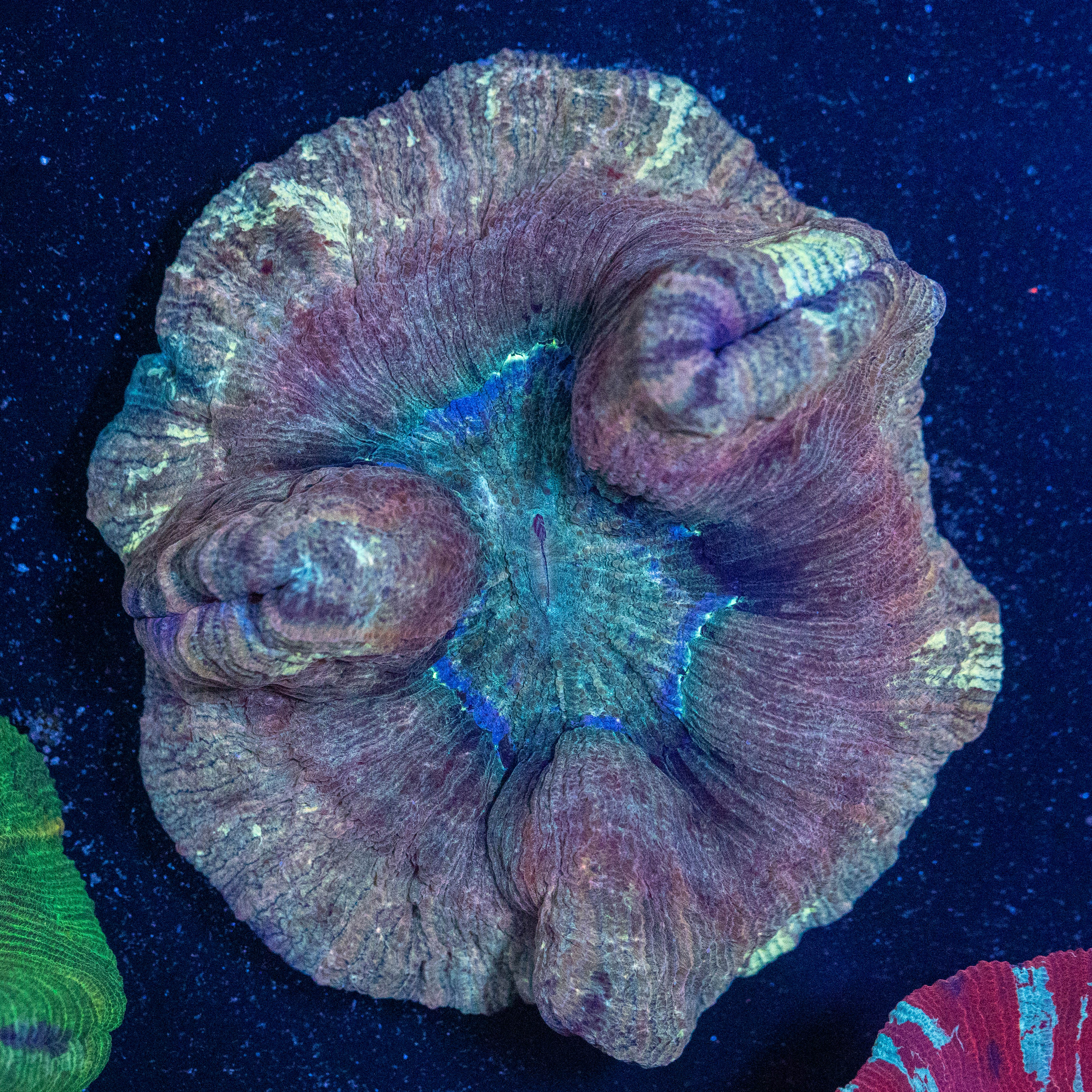 Brain Coral 1A - WYSIWYG