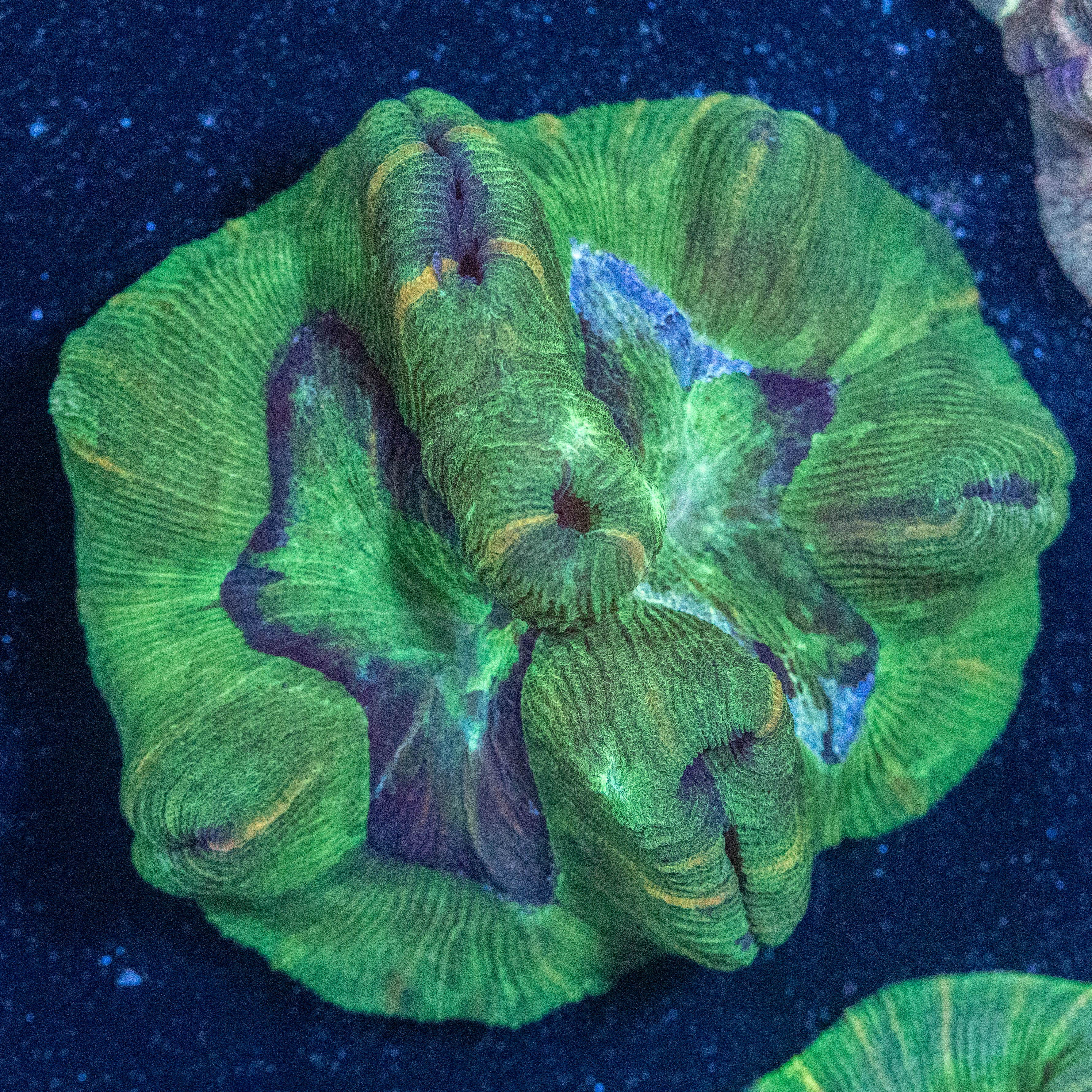 Brain Coral 2A - WYSIWYG