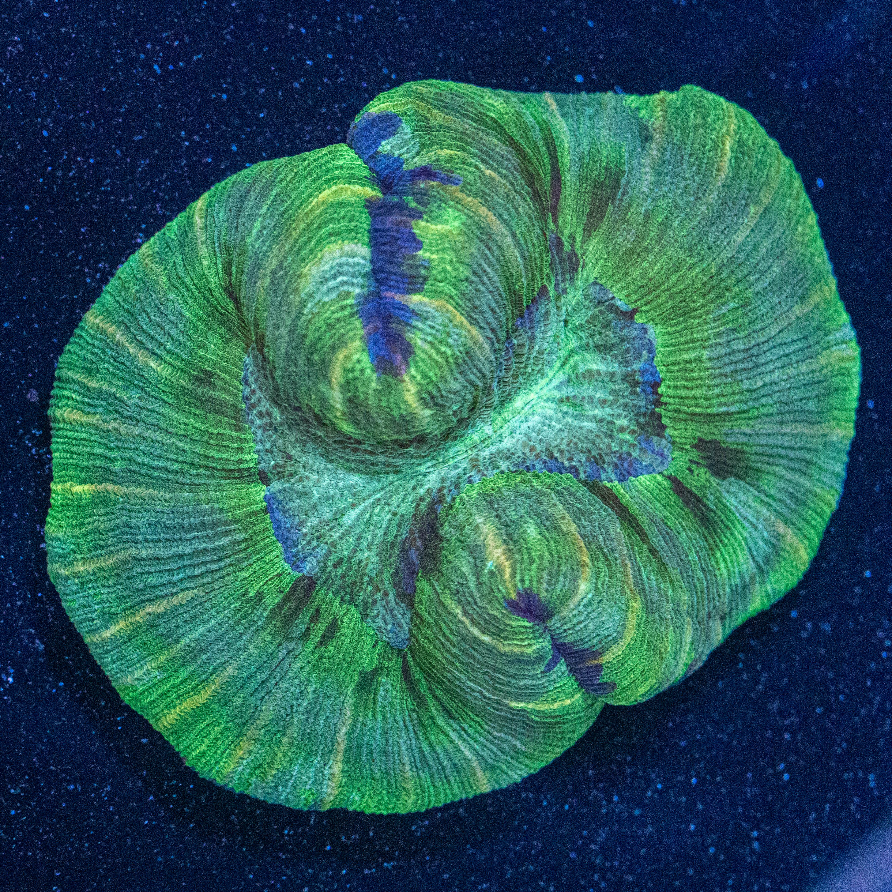 Brain Coral 3A - WYSIWYG