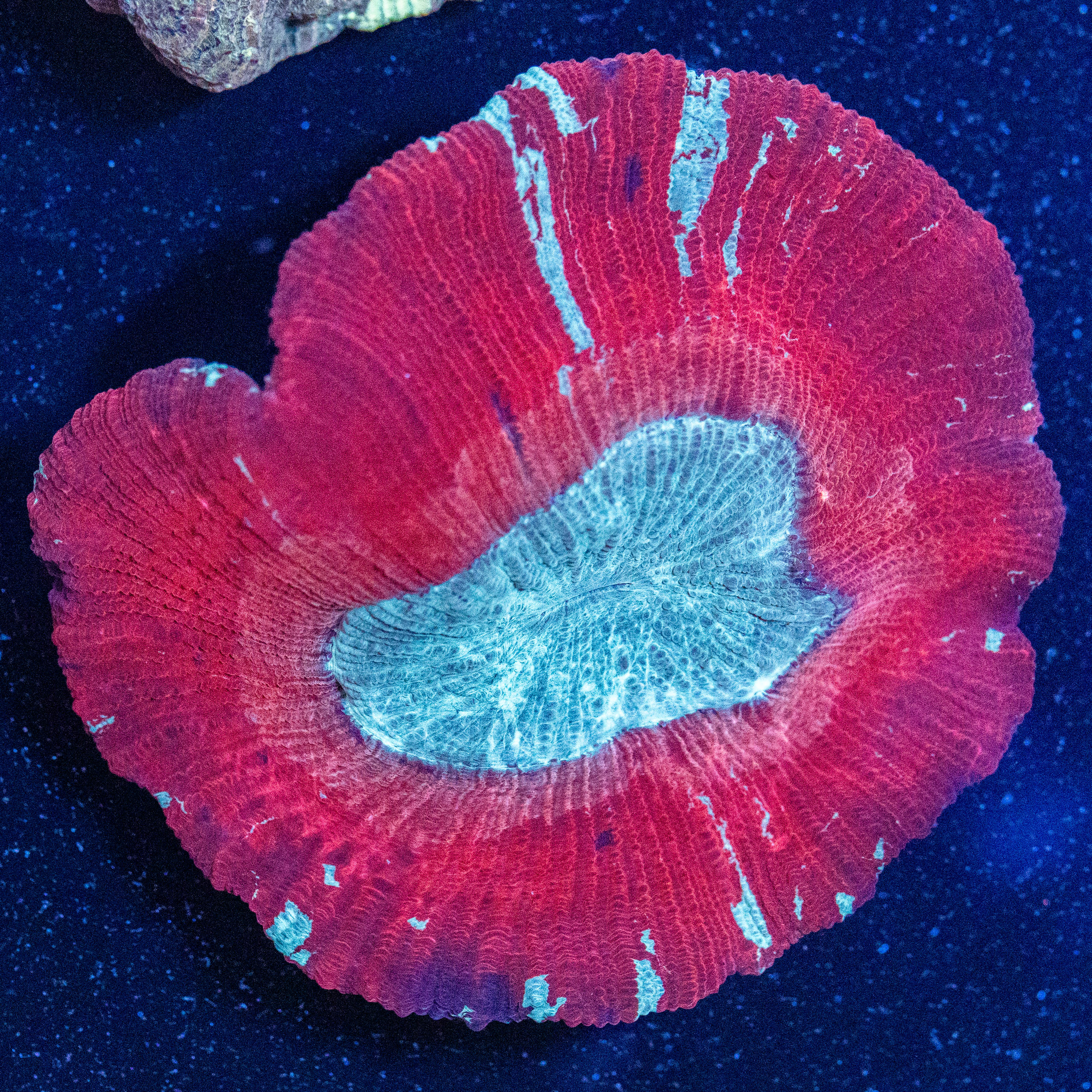 Brain Coral 4A - WYSIWYG