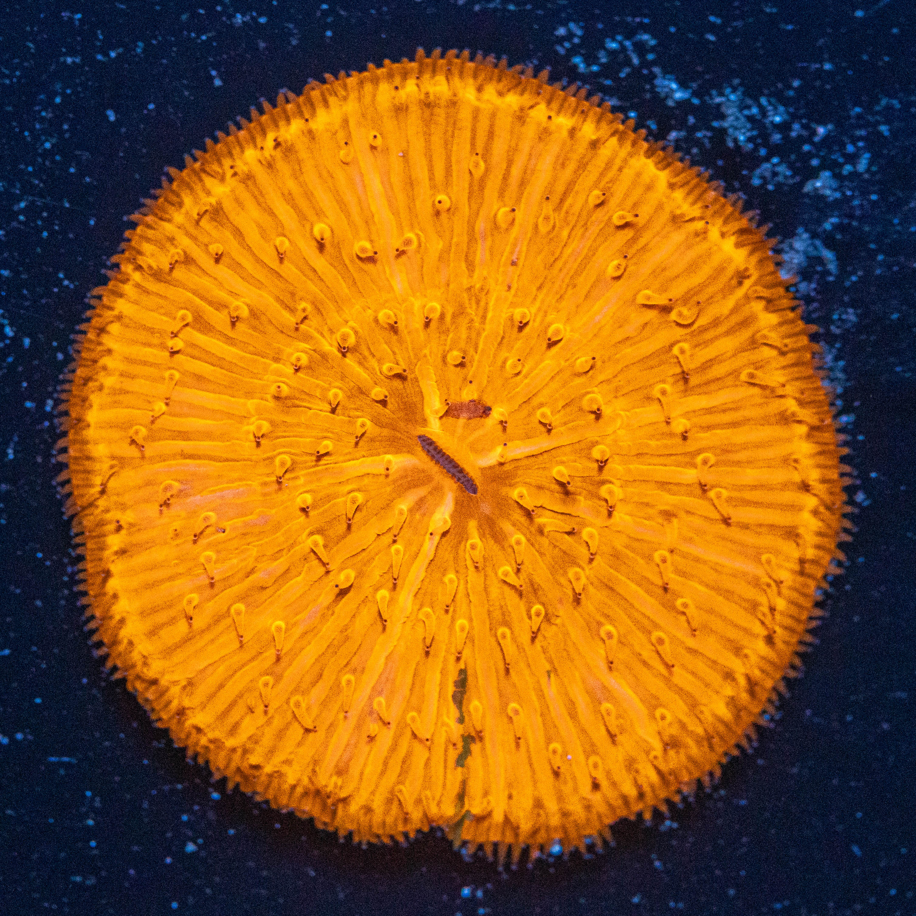 Plate Coral 2C - WYSIWYG