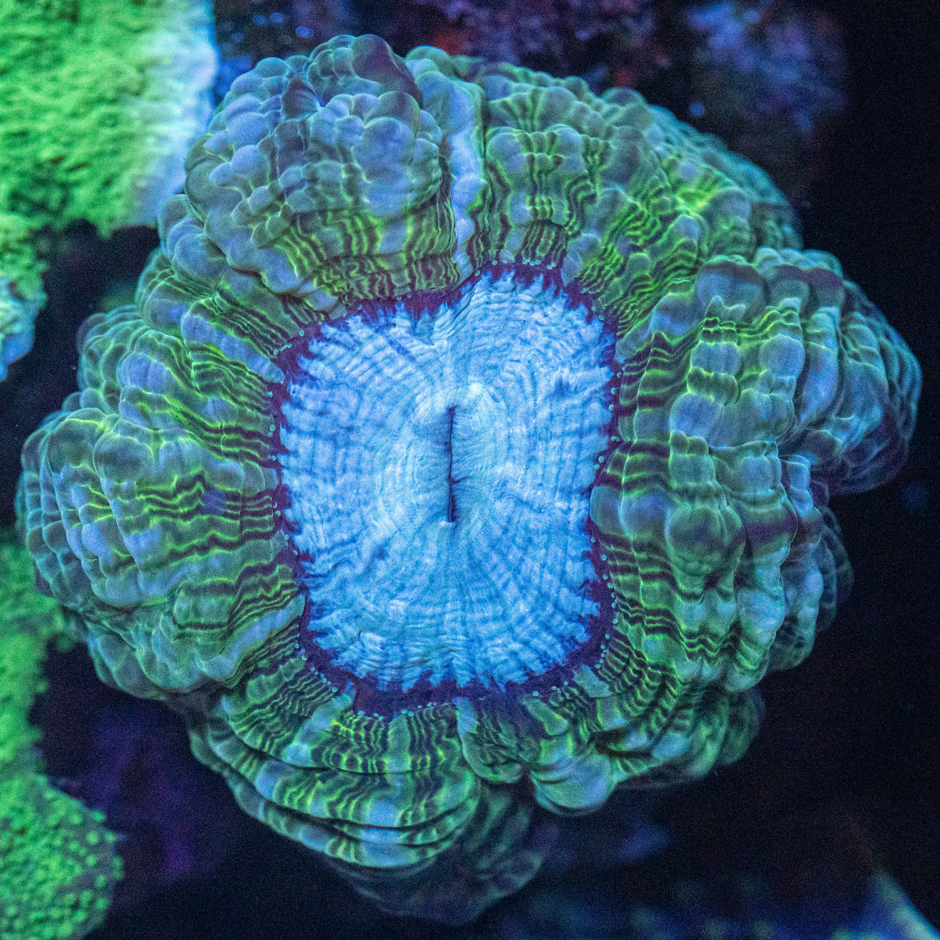 Indophyllia 1B - WYSIWYG