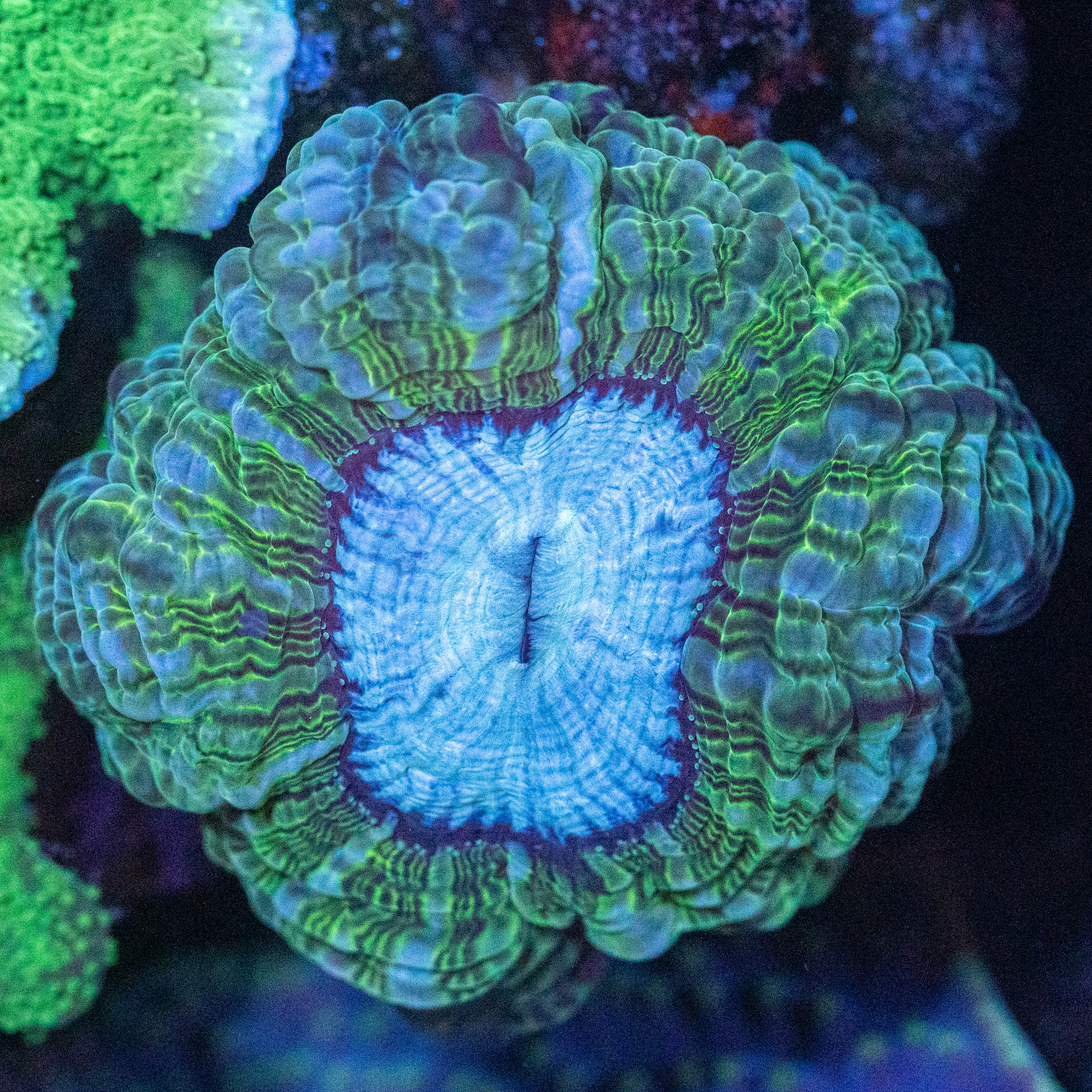 Indophyllia 1B - WYSIWYG