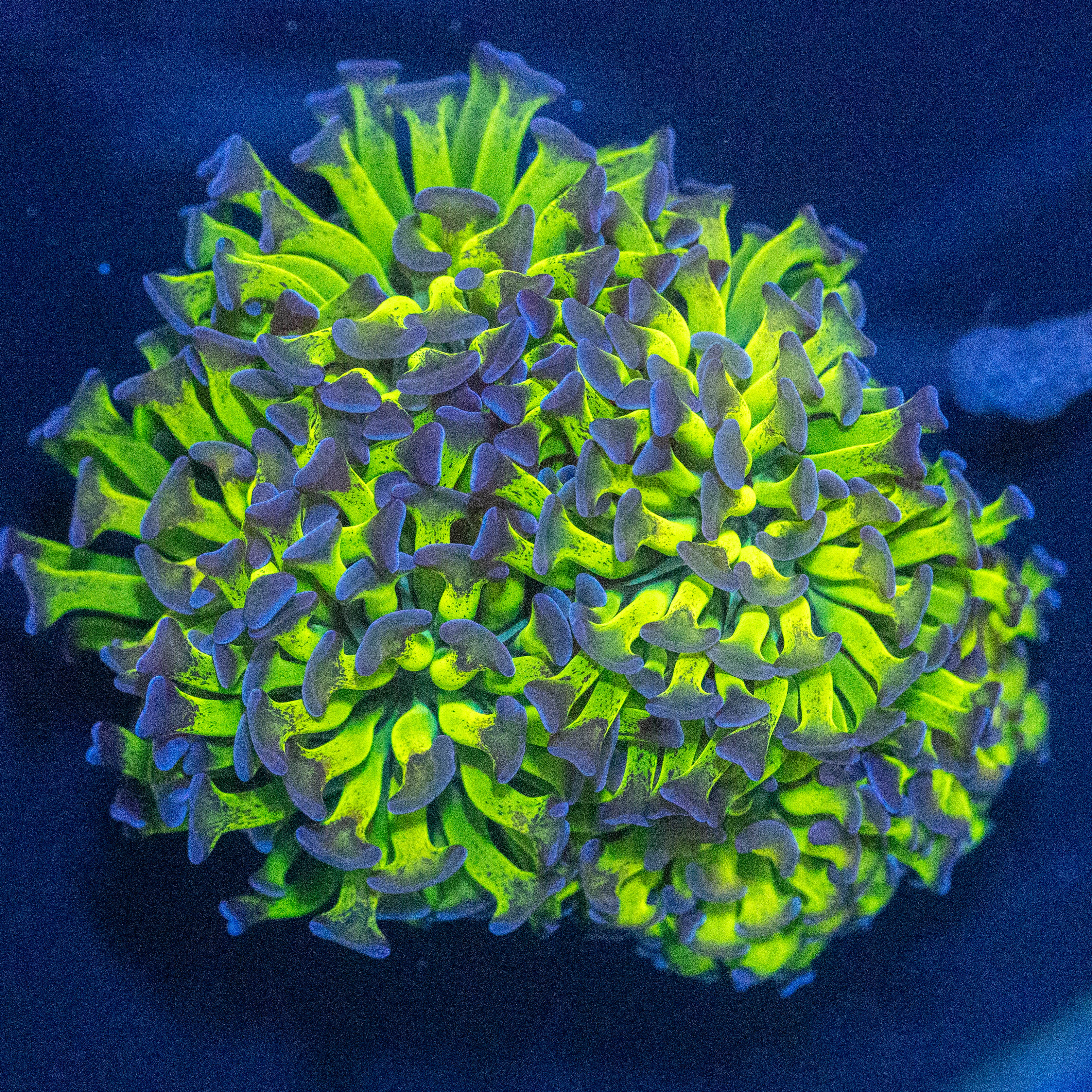 Ultra Bicolor Hammer Colony 1A - WYSIWYG