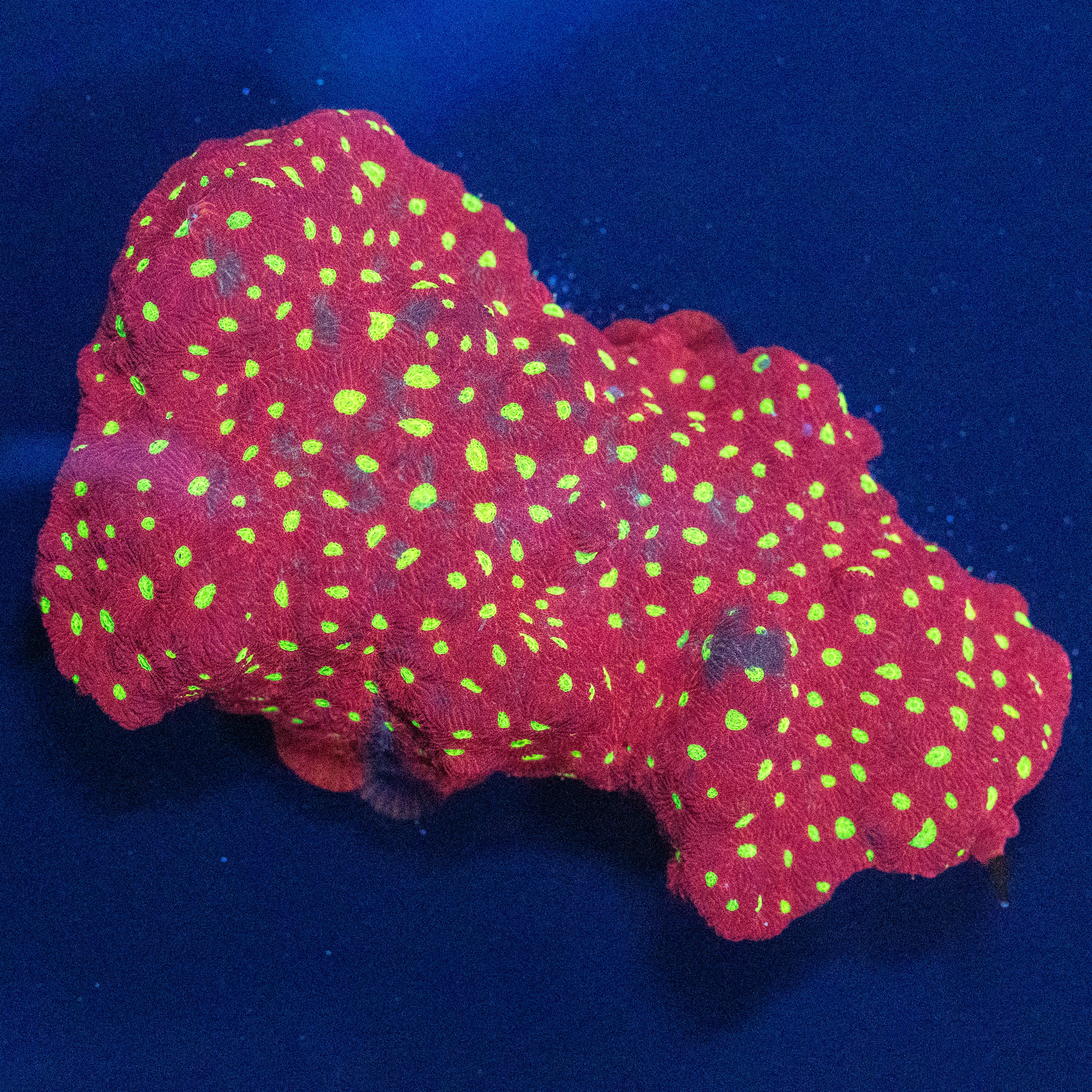 War Coral Colony Colony 1A - WYSIWYG