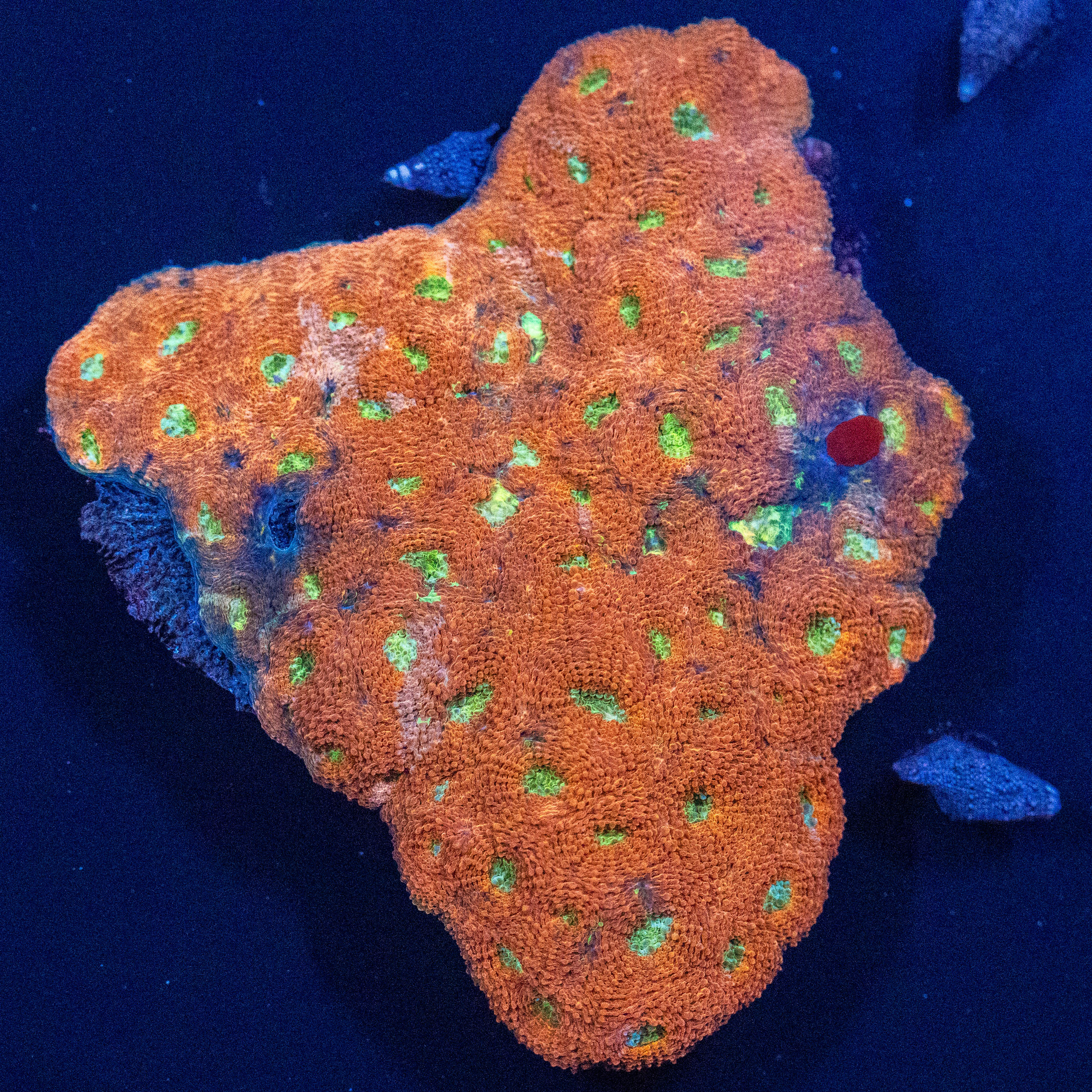 Acan Echinata Colony 1A - WYSIWYG