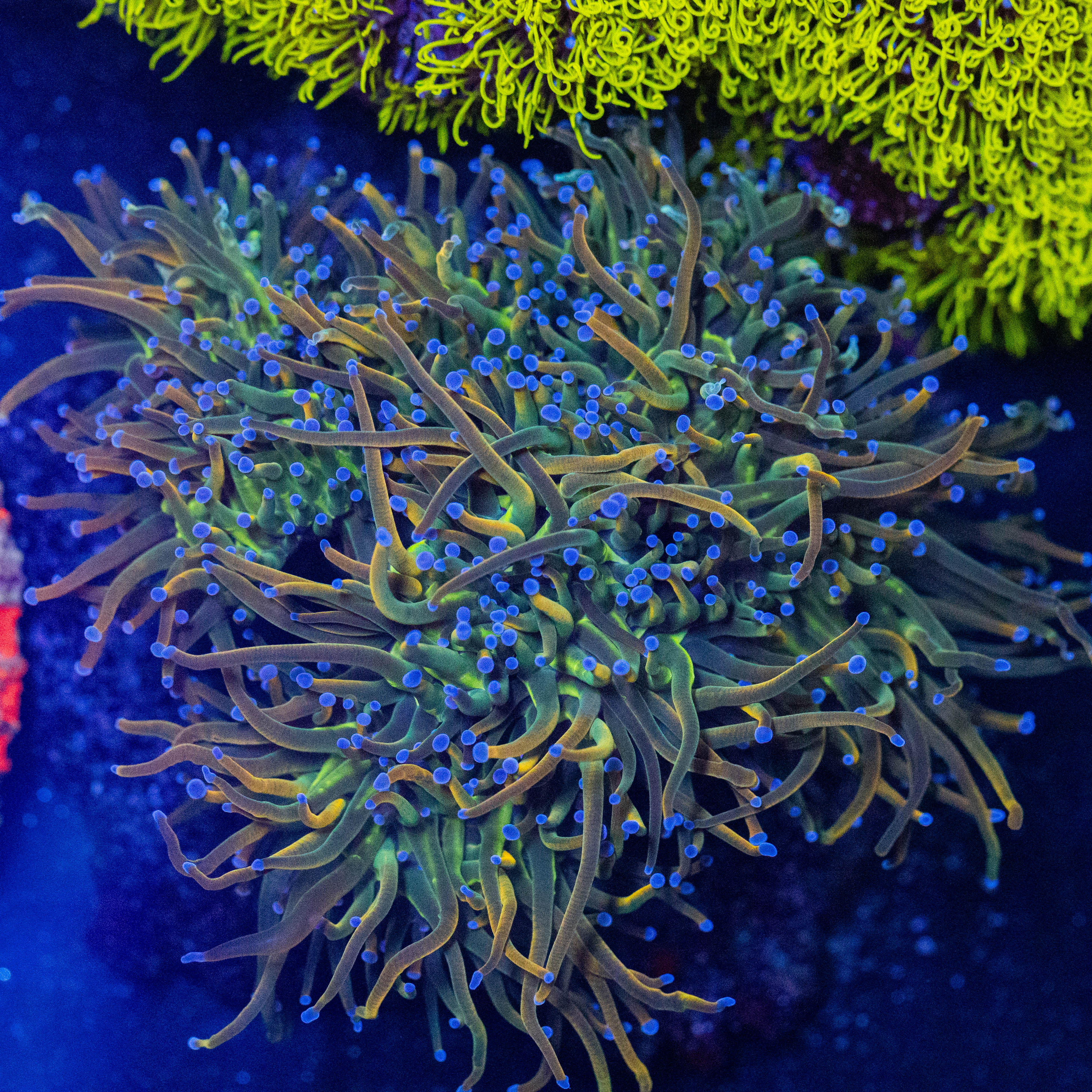 Wannabe Holy Grail Torch Colony 1A - WYSIWYG