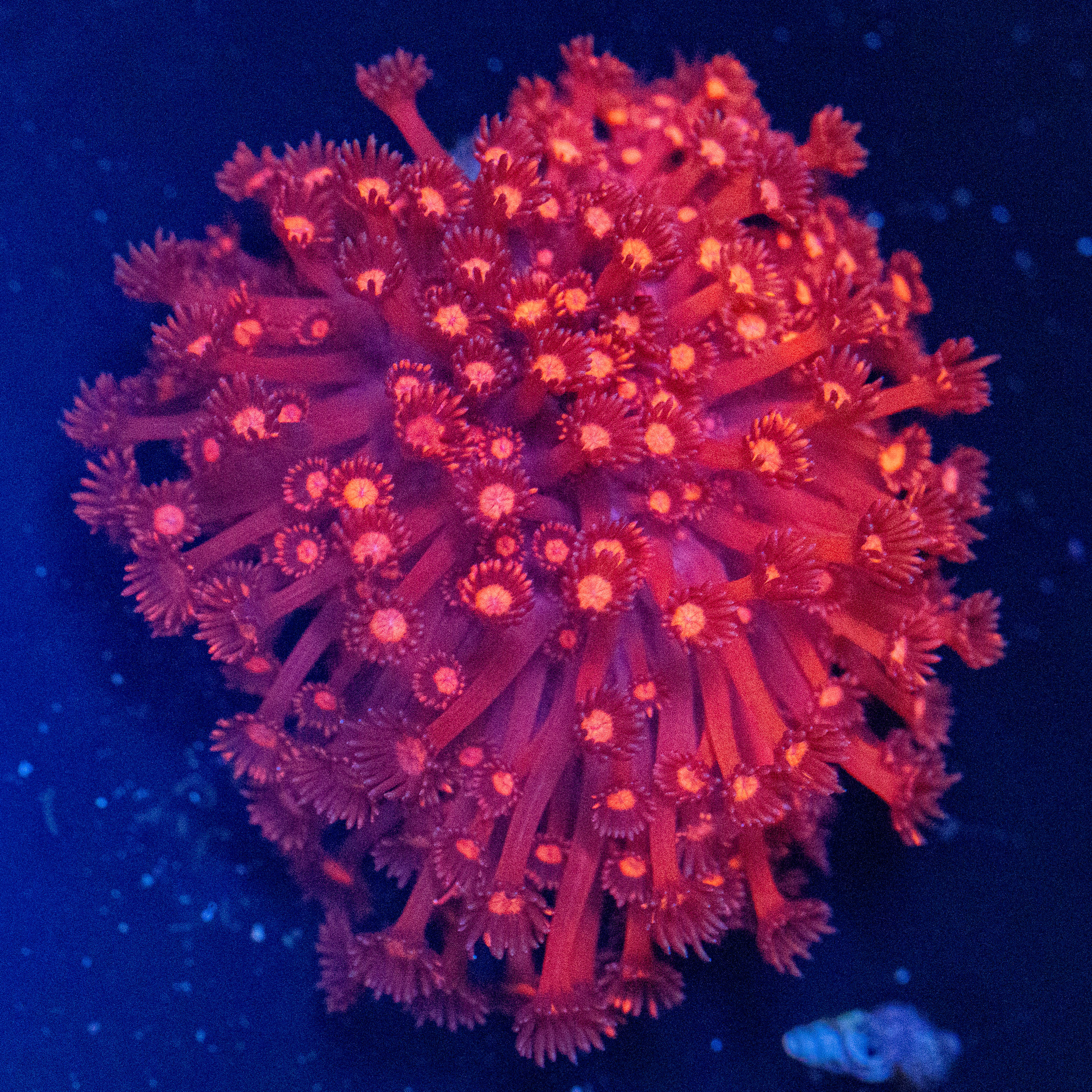 RL Cherry Blossom Goniopora Colony 1A - WYSIWYG