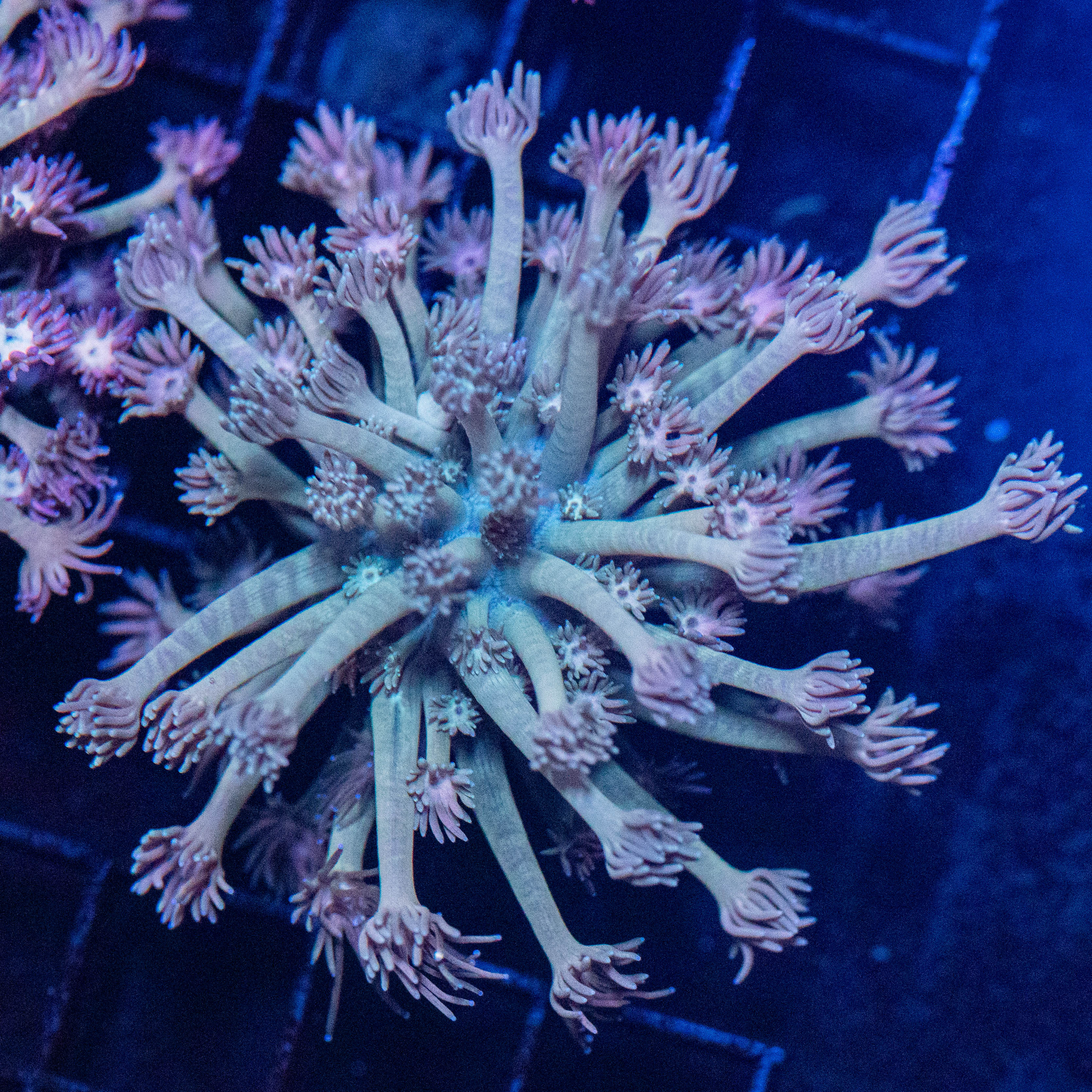 Goniopora 1A - WYSIWYG