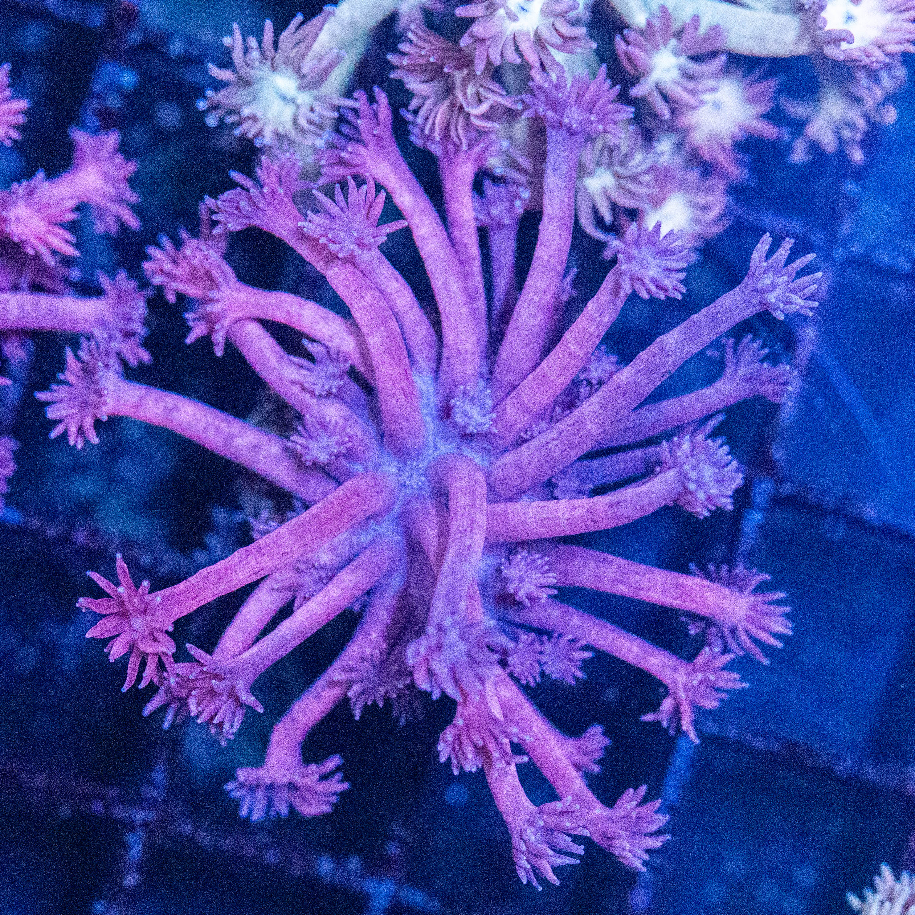 Goniopora 4A - WYSIWYG