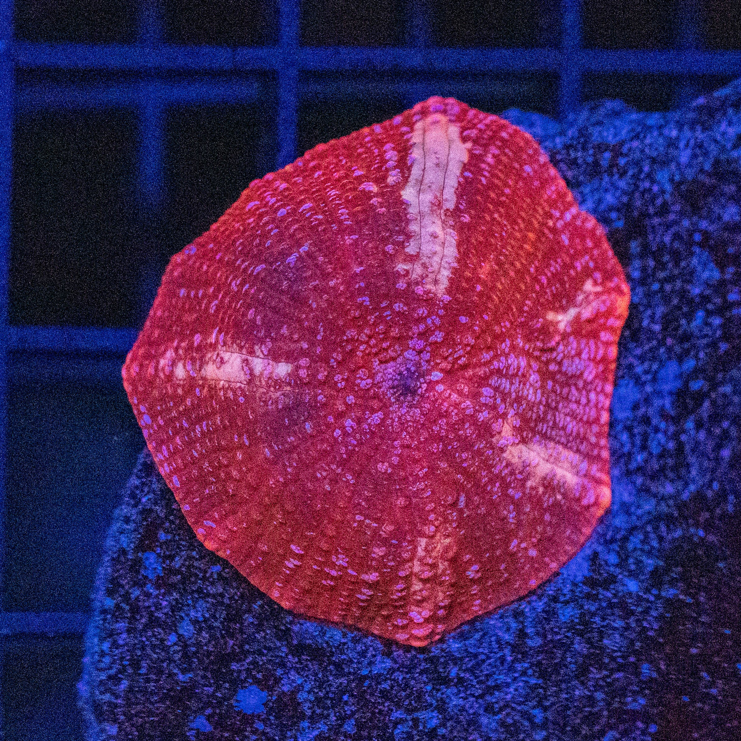 Nutcracker Shroom 1A - WYSIWYG