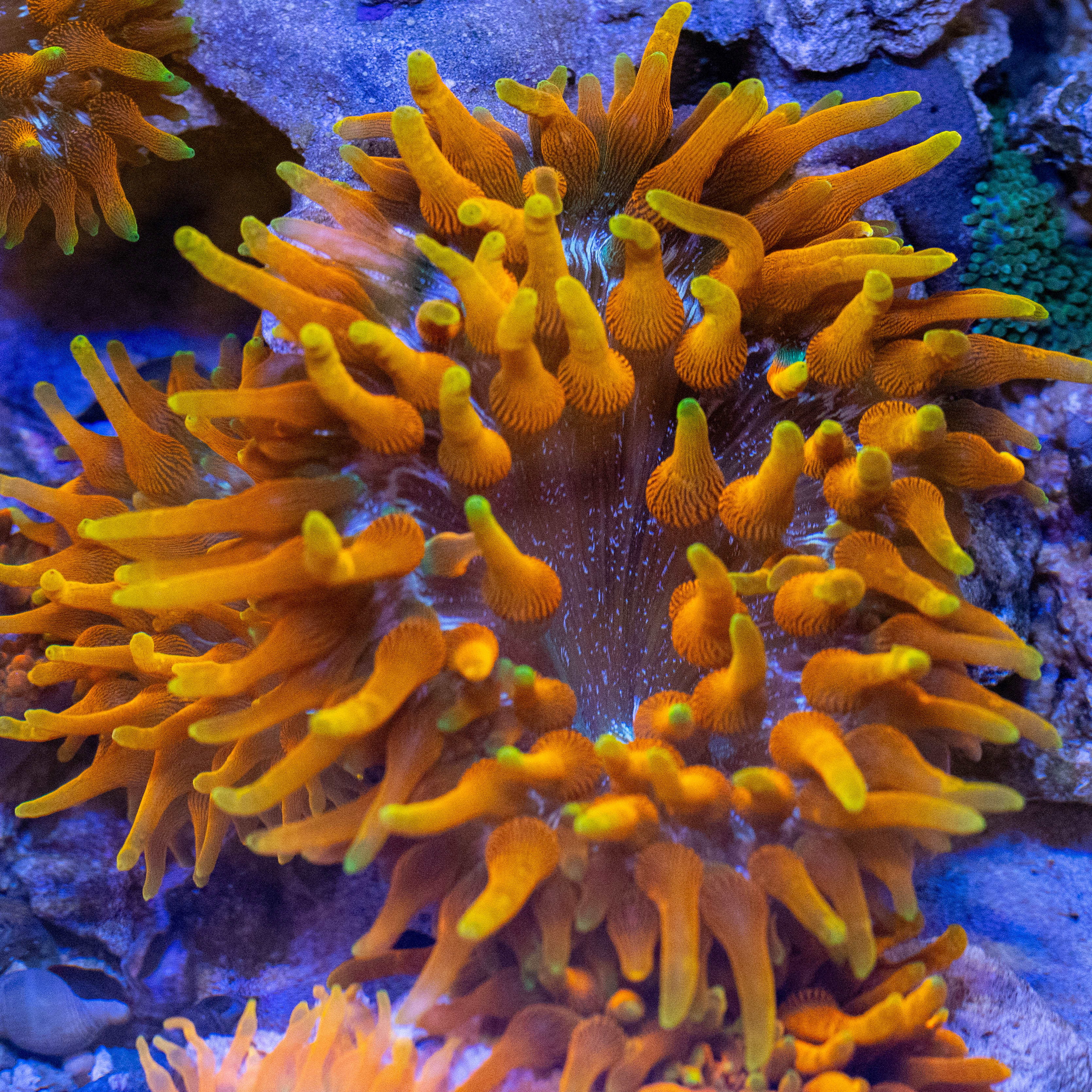 Colorado Sunburst Anemone 2A - WYSIWYG