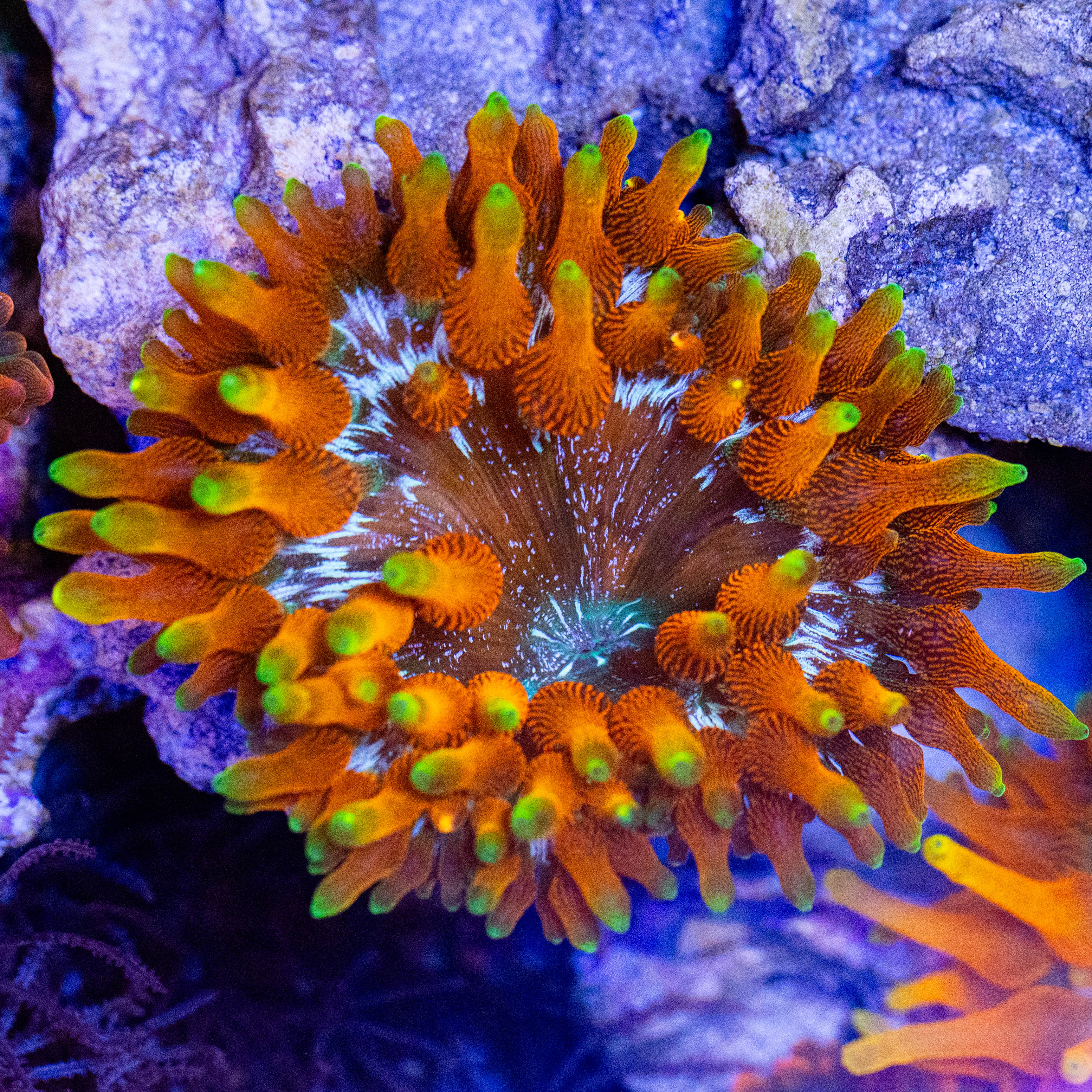 Colorado Sunburst Anemone 1A - WYSIWYG
