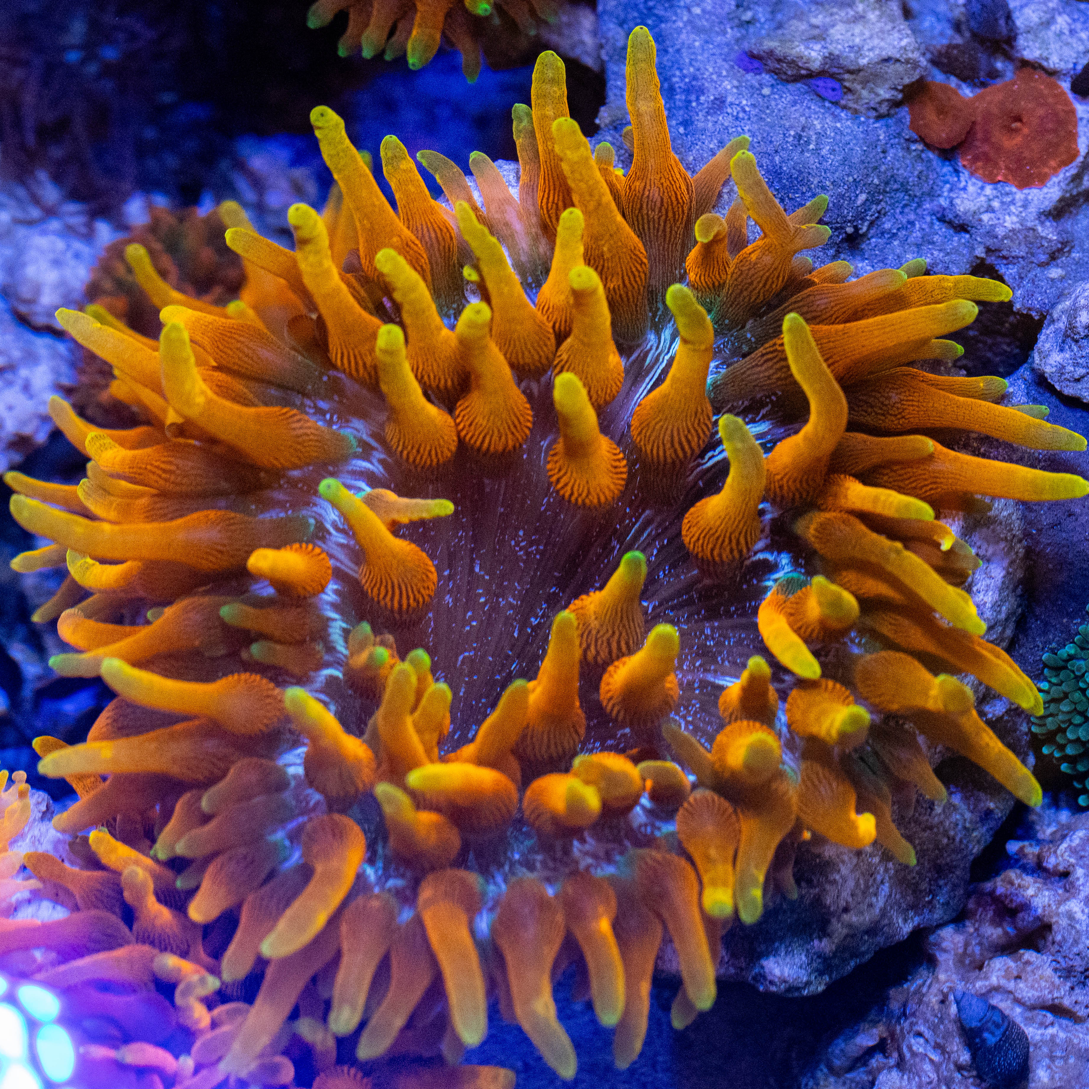 Colorado Sunburst Anemone 2A - WYSIWYG