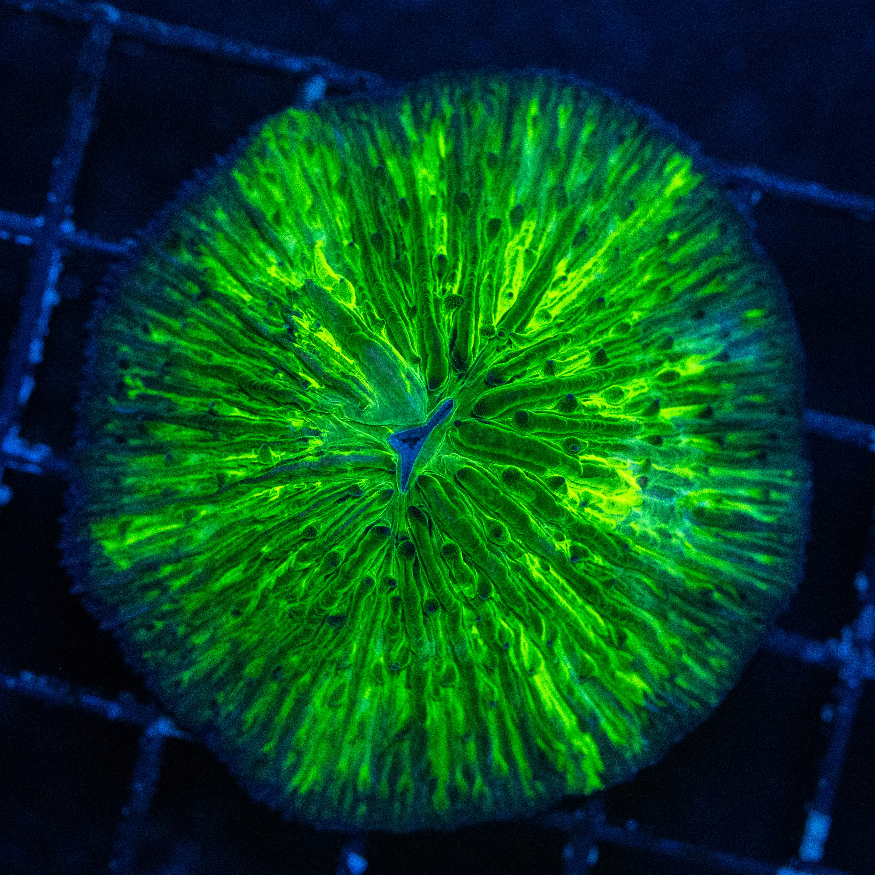 Splatter Plate Coral - WYSIWYG