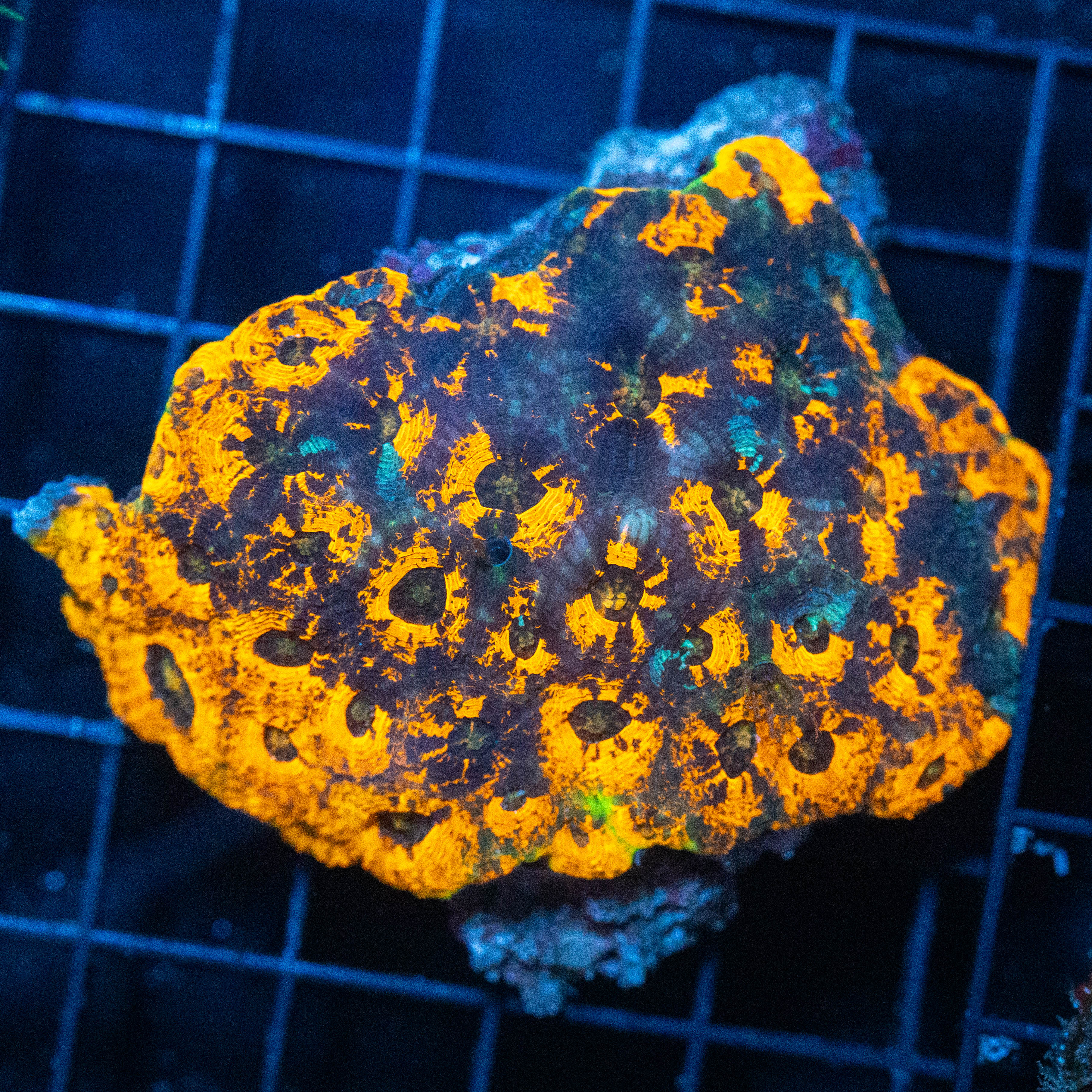 Ultra Acan Echinata 2B - WYSIWYG