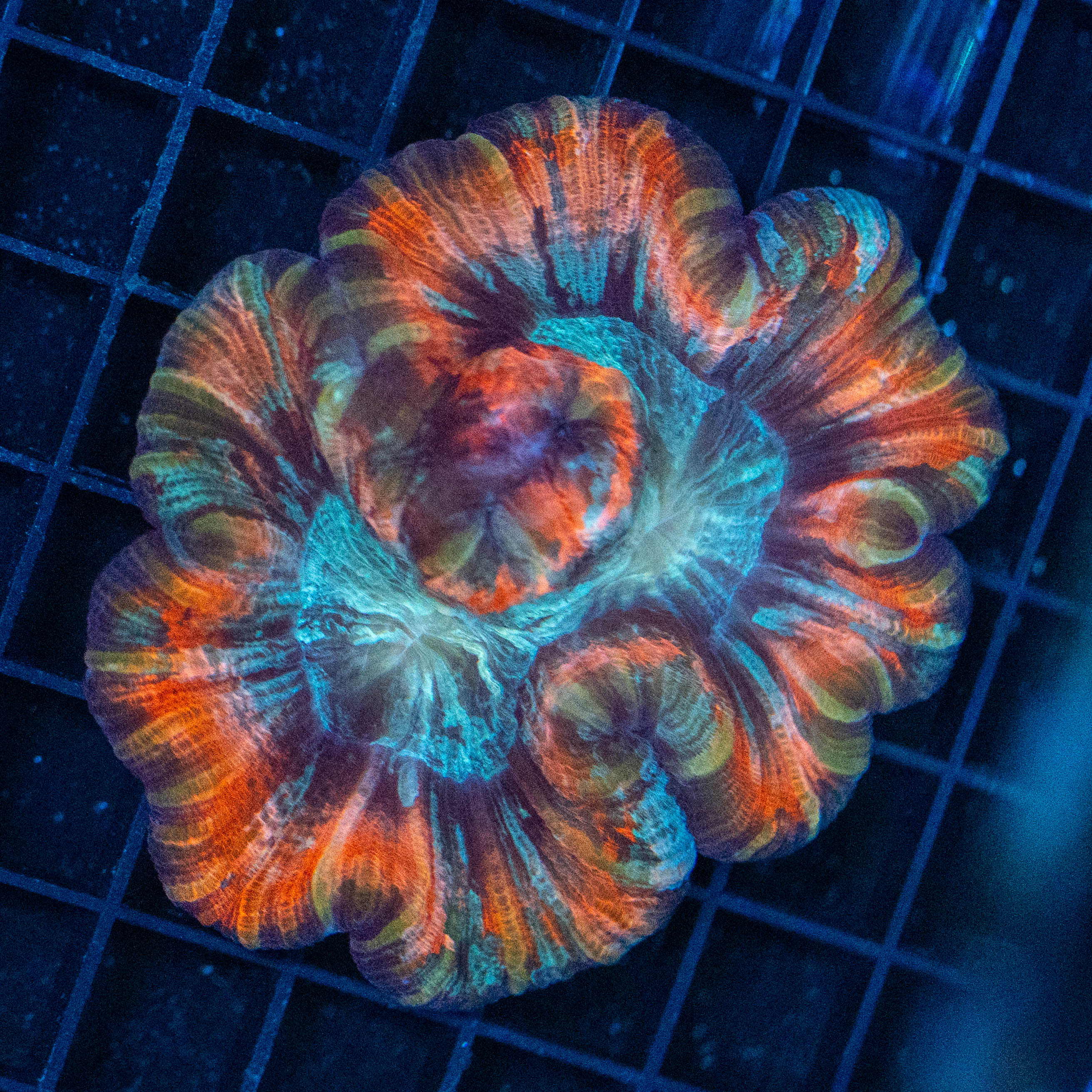 Brain Coral 2D - WYSIWYG