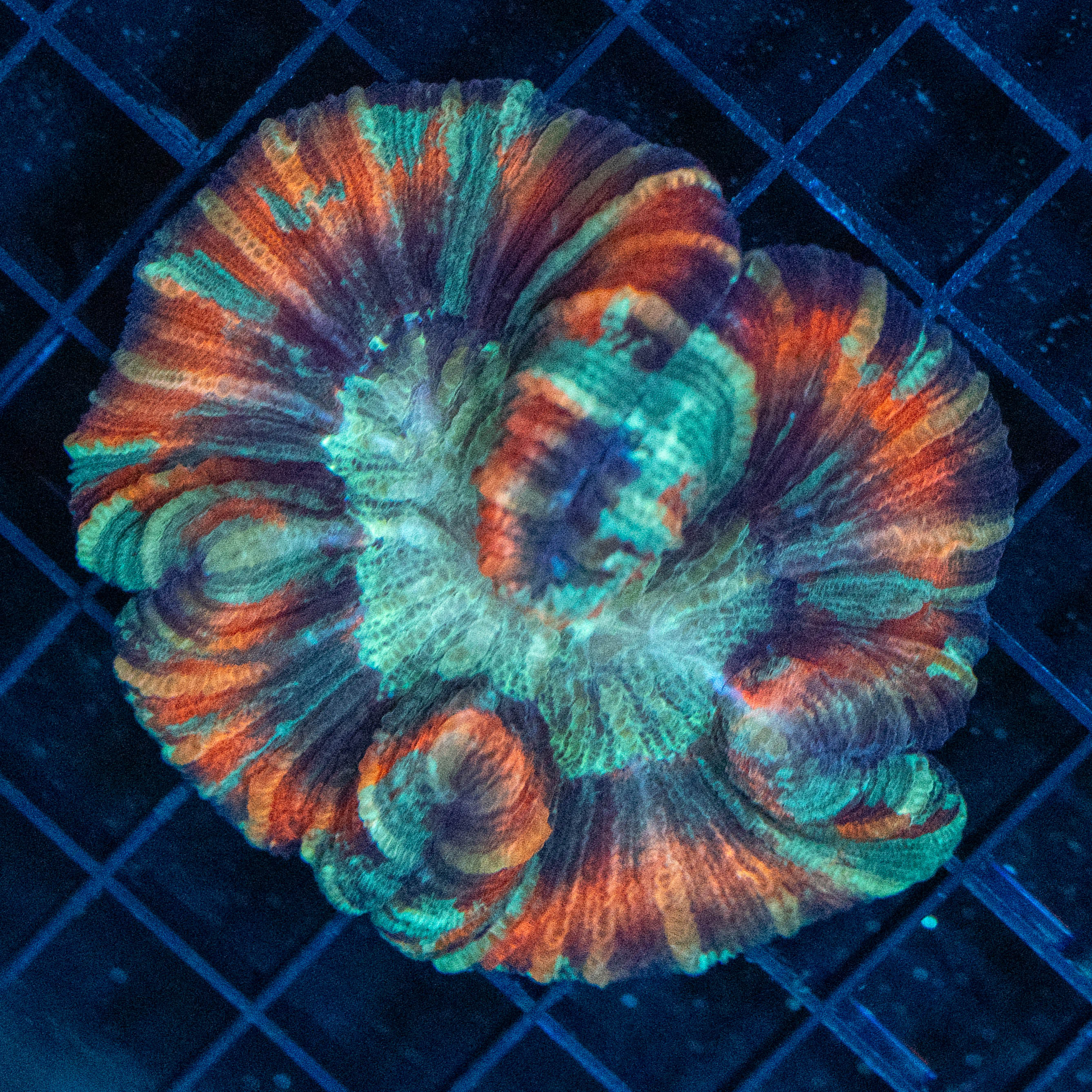 Brain Coral 3D - WYSIWYG