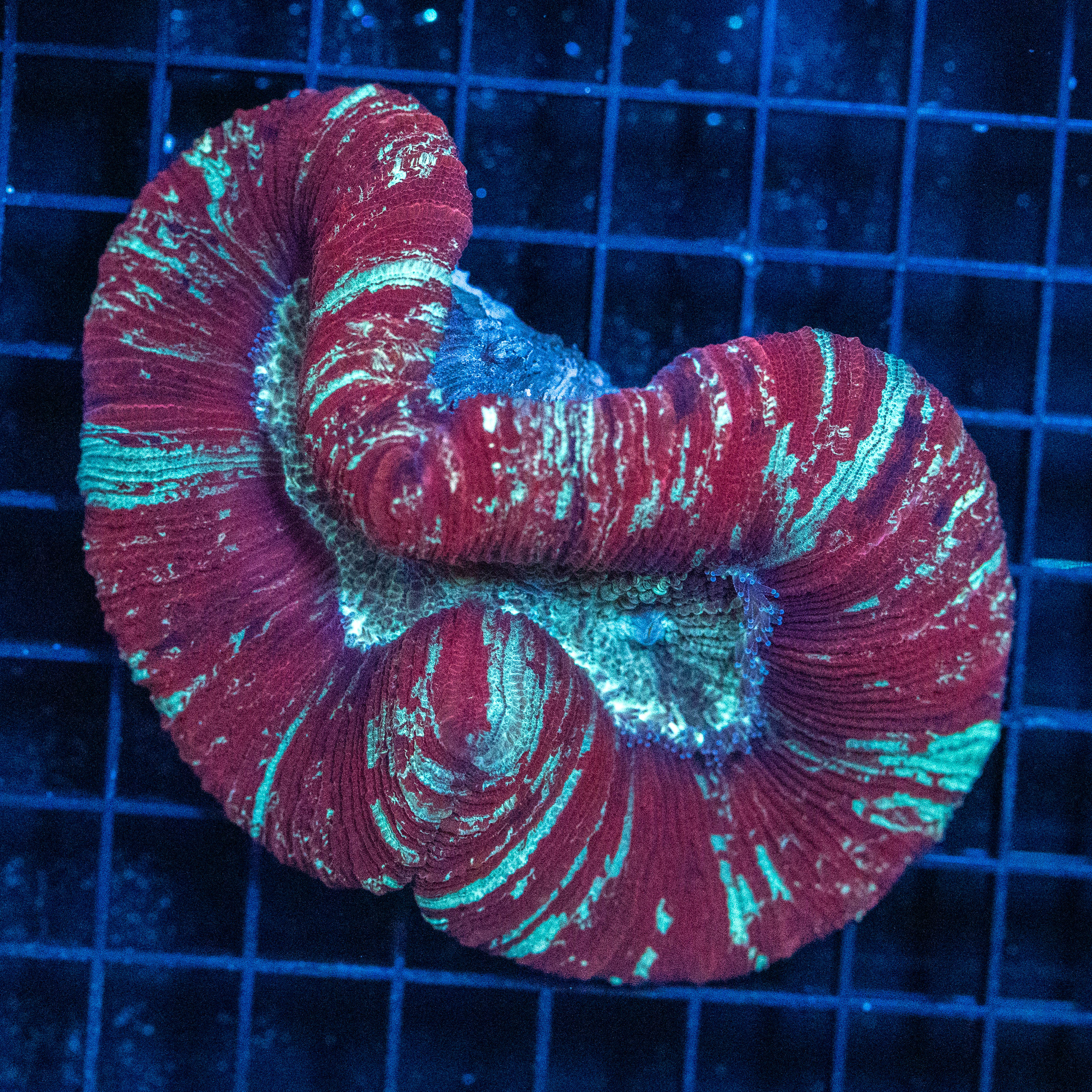 Brain Coral 4D - WYSIWYG