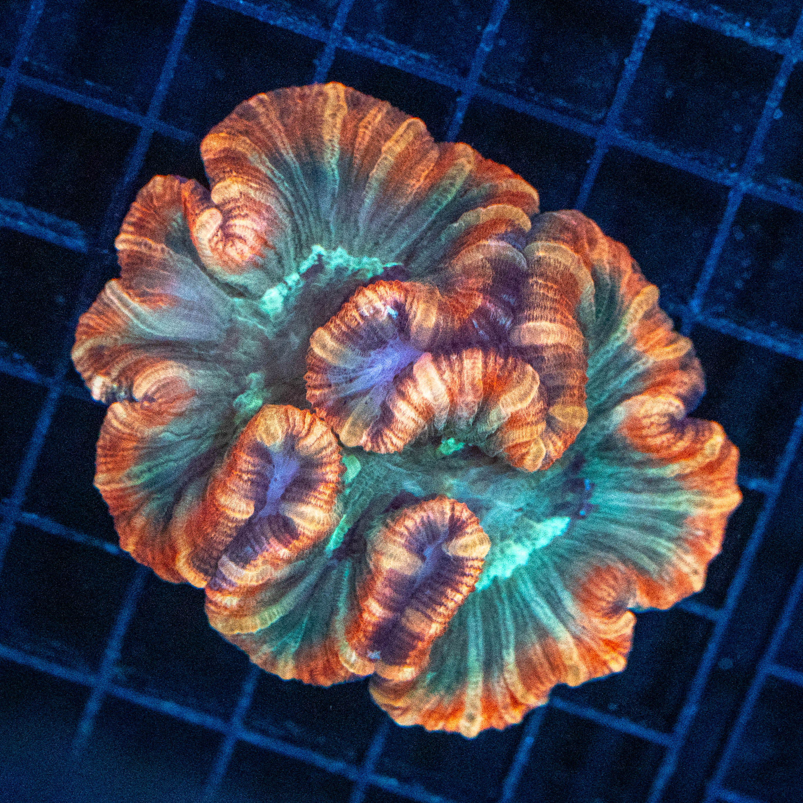 Brain Coral 5D - WYSIWYG