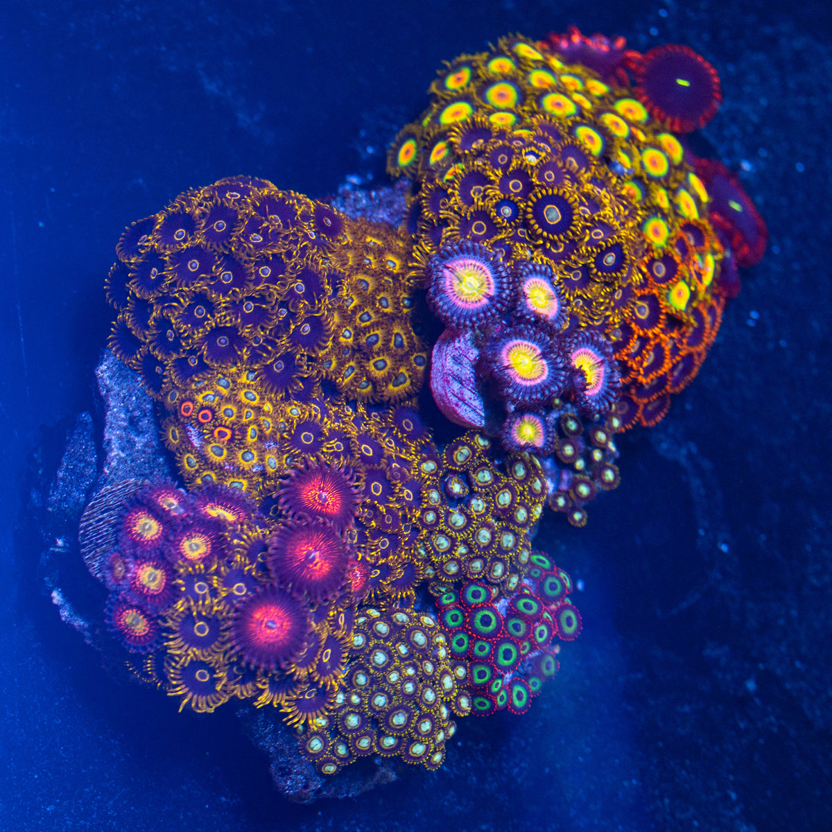 RL Mega Zoanthid Combo Rock - WYSIWYG Frag
