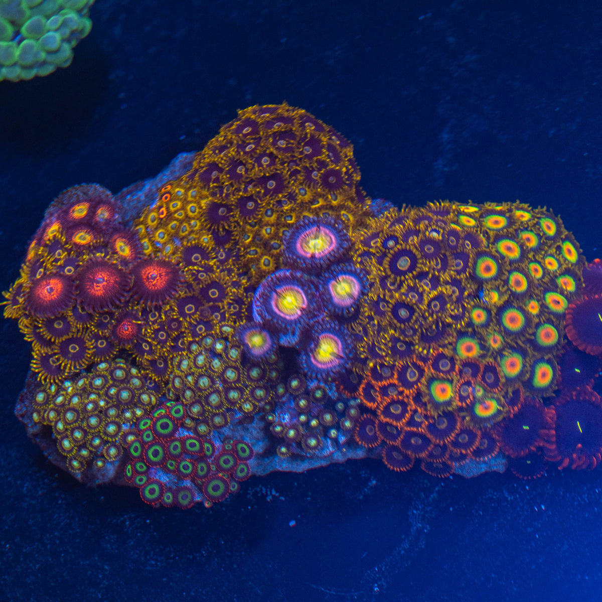RL Mega Zoanthid Combo Rock - WYSIWYG Frag