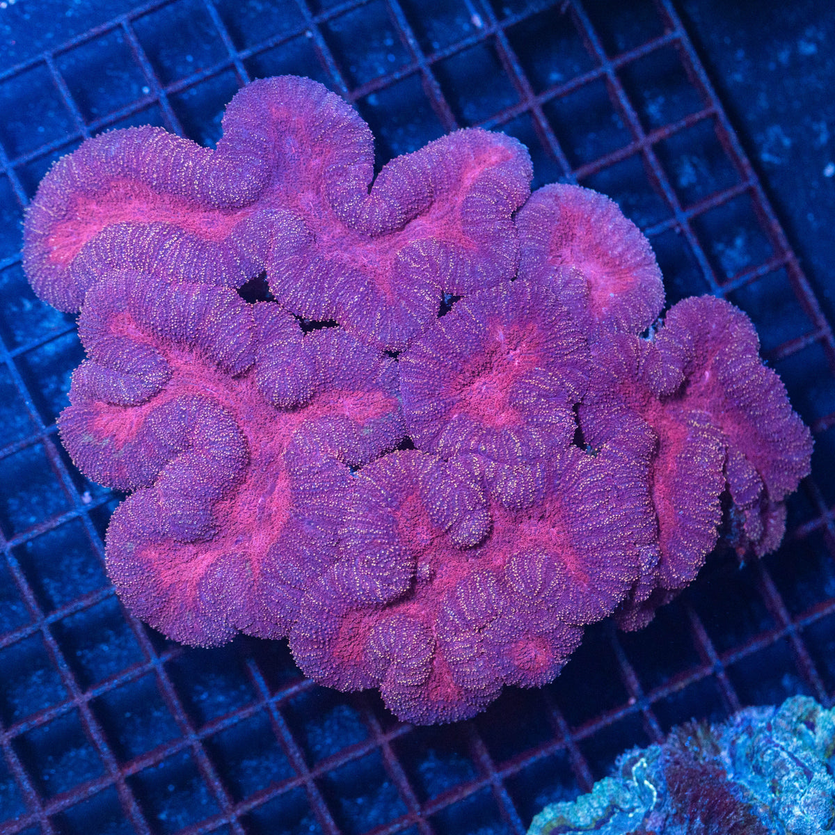 Pink Lobophyllia Colony - WYSIWYG