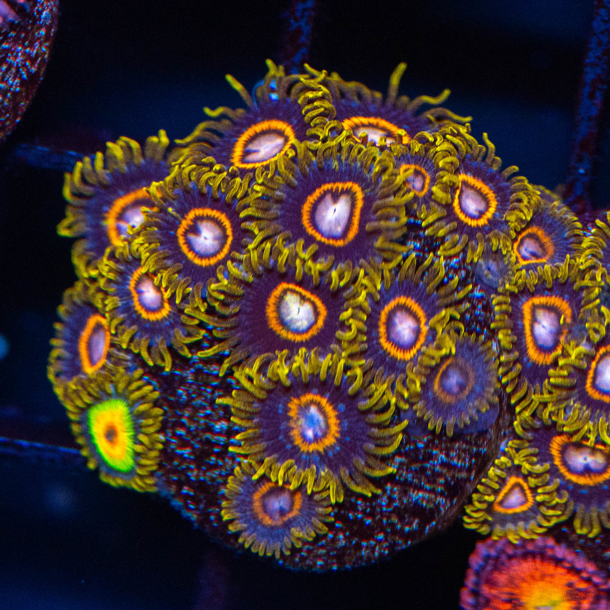 Super Saiyan Zoanthid Mini Colony - WYSIWYG