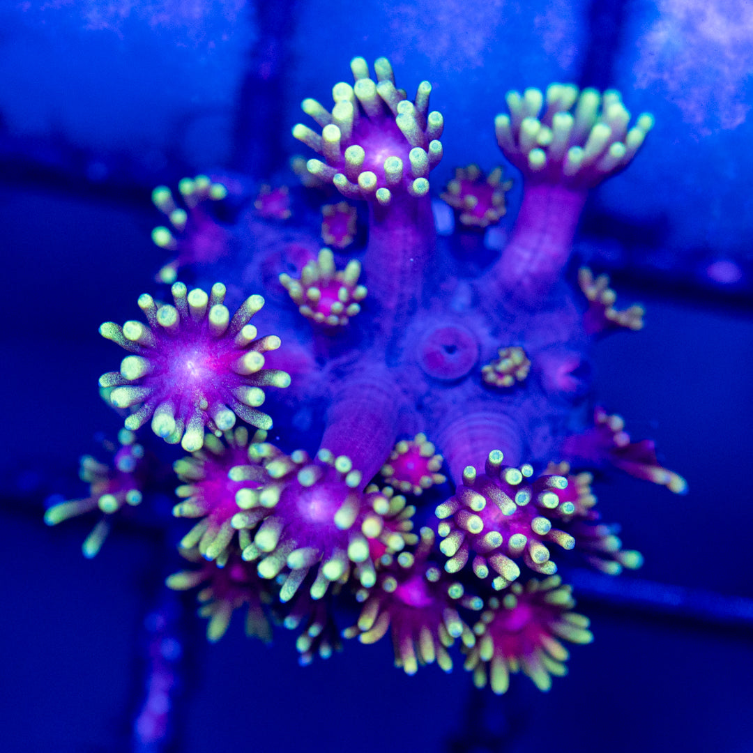 Goniopora 12A - WYSIWYG