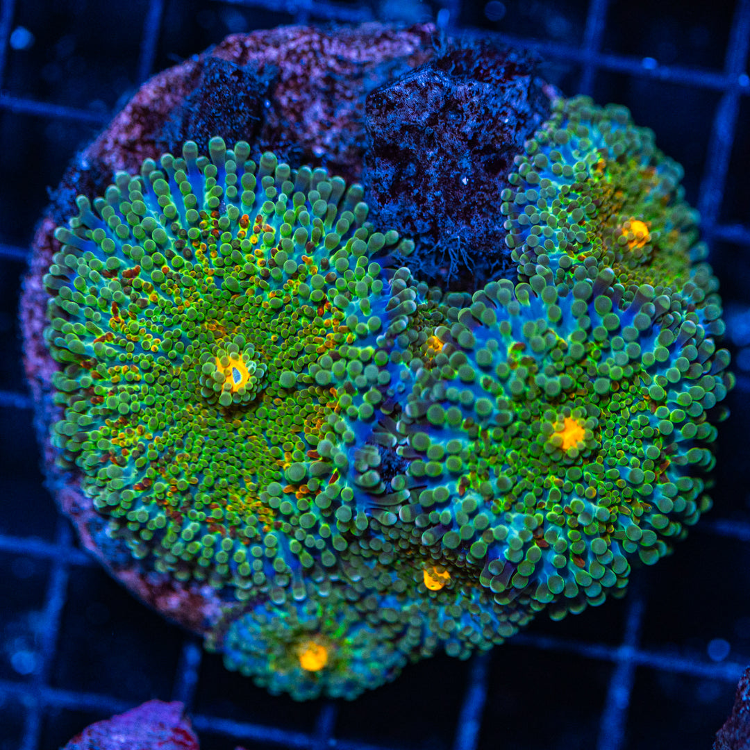 Yuma Mushroom Colony - WYSIWYG