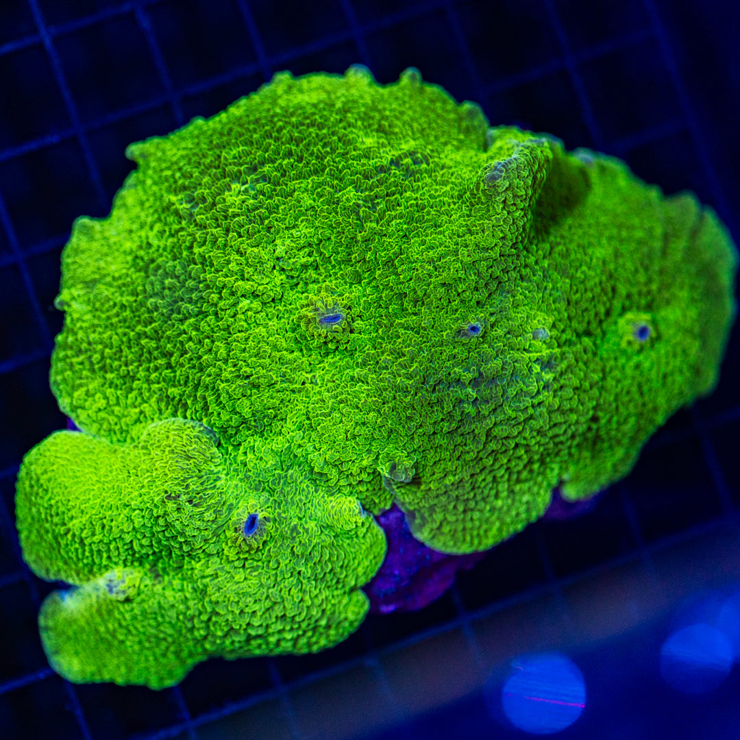 Elephant Ear Mushrooms - WYSIWYG