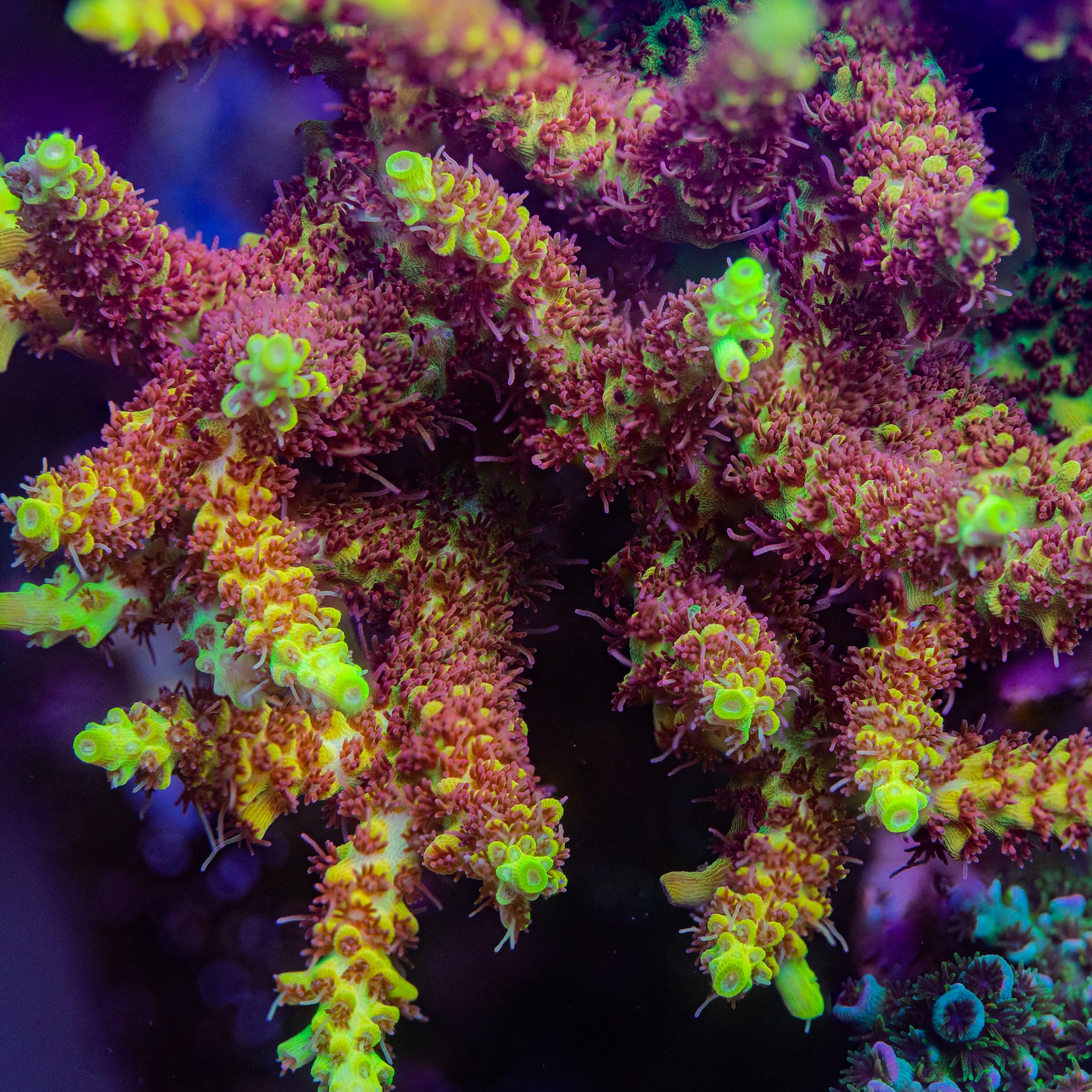 Tyree Pink Lemonade Acropora