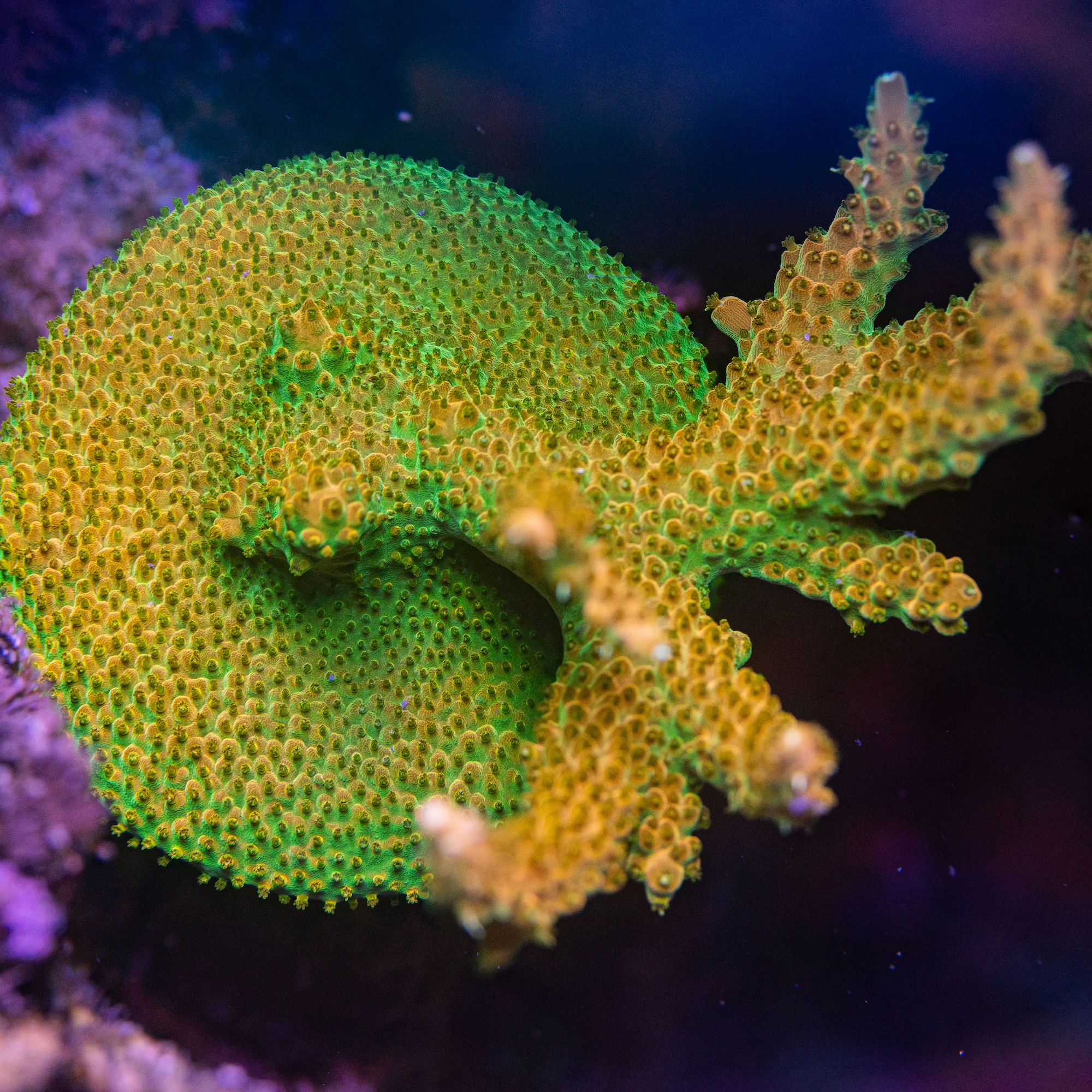 Pink Lemonade Acropora