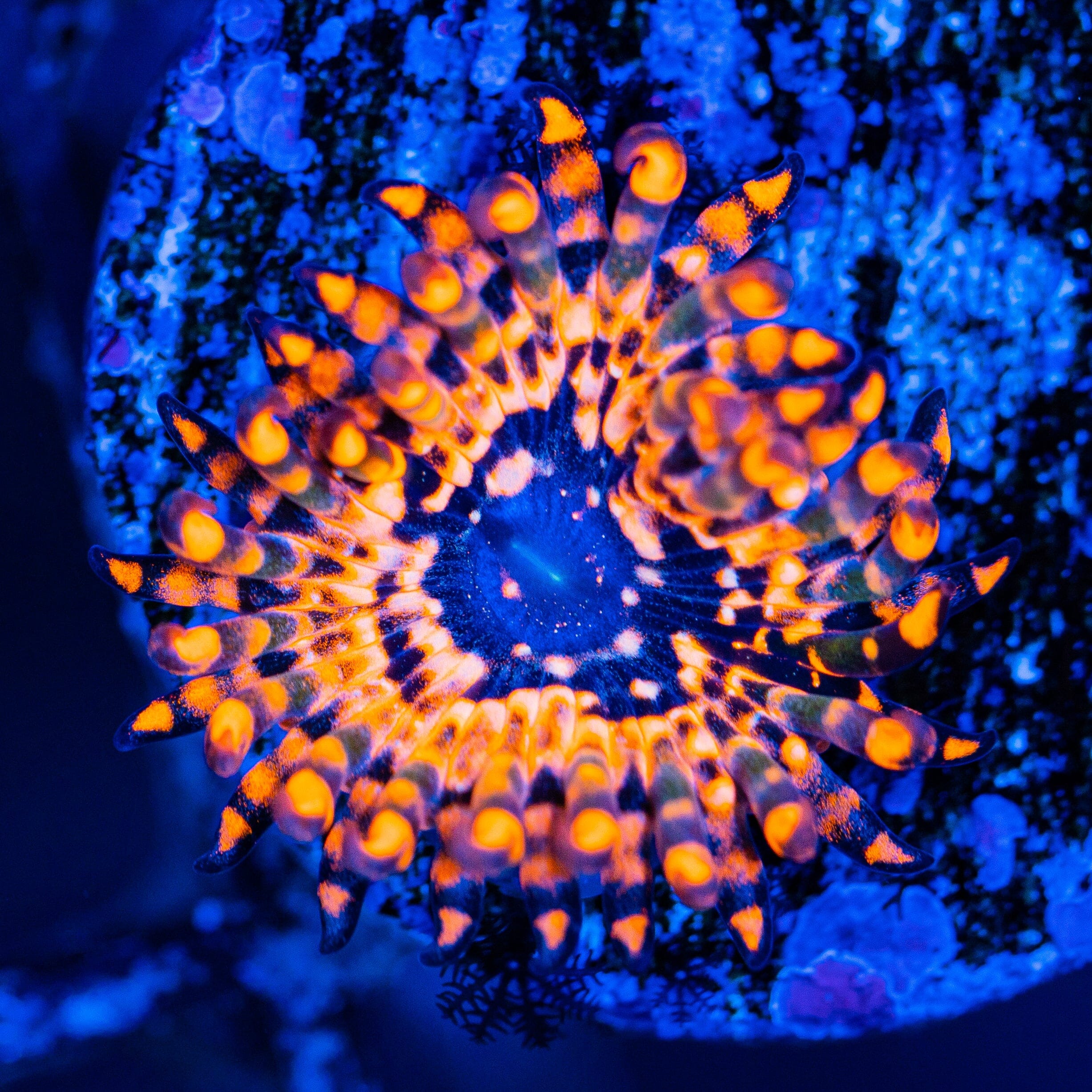 Utter Chaos Zoanthids