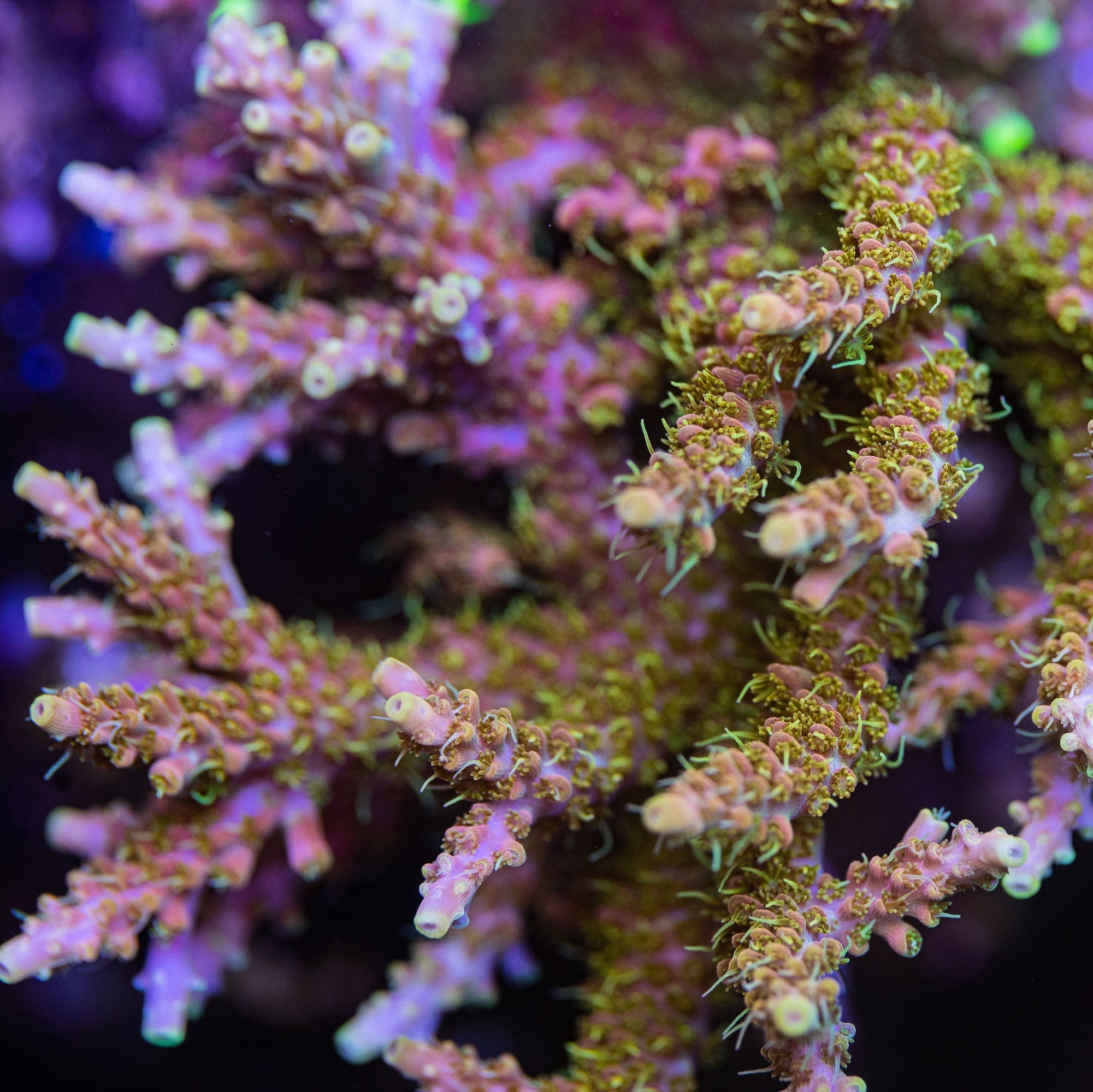 Voodoo Majick Acropora
